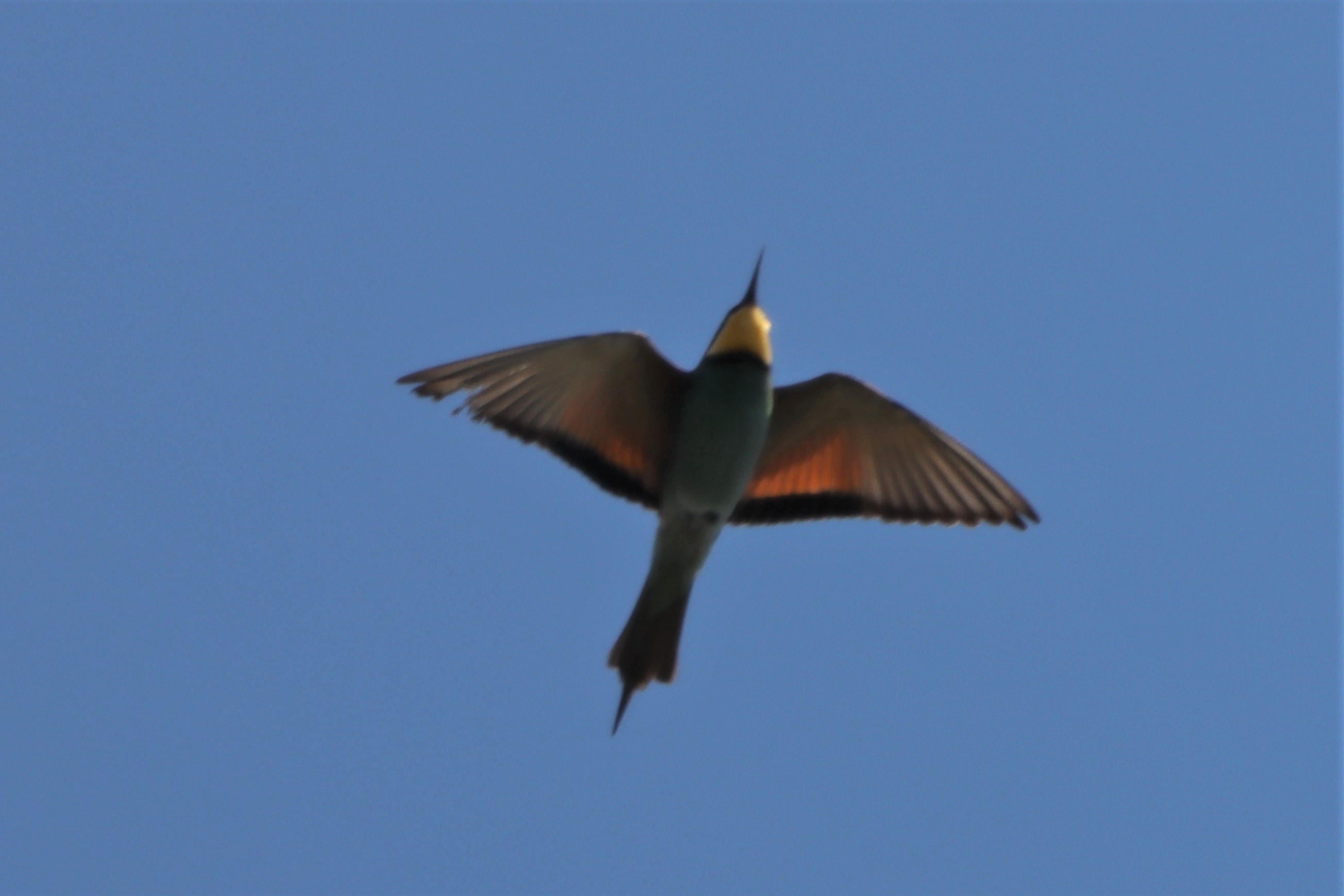 Bee-Eater - 27-05-2021