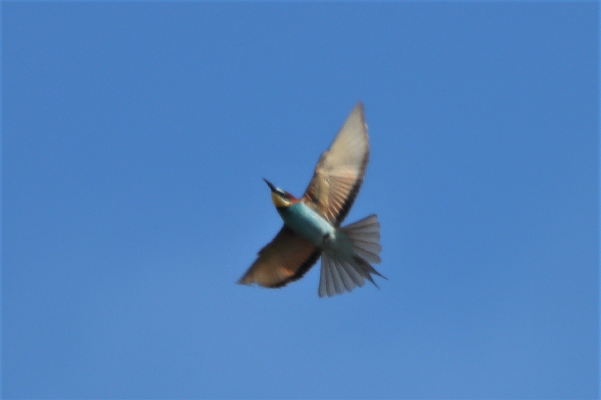 Bee-Eater - 27-05-2021