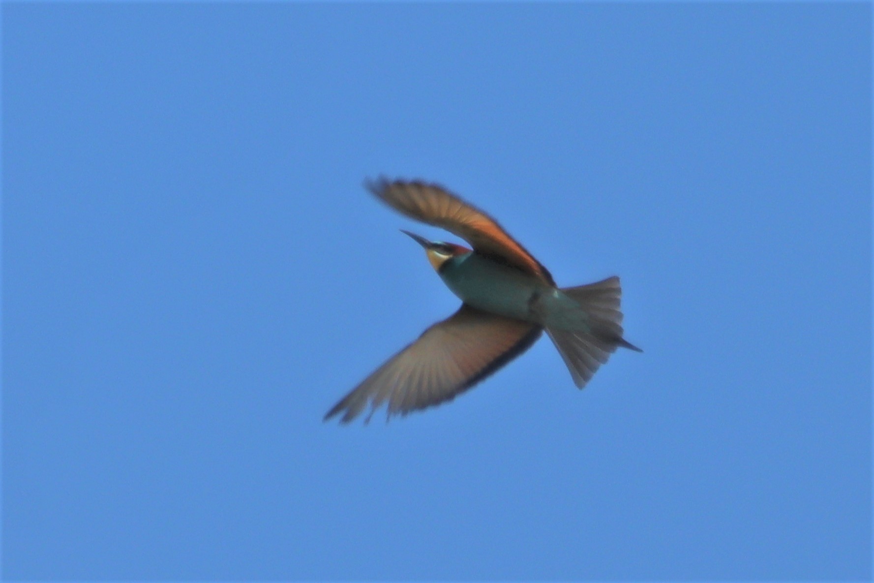 Bee-Eater - 27-05-2021