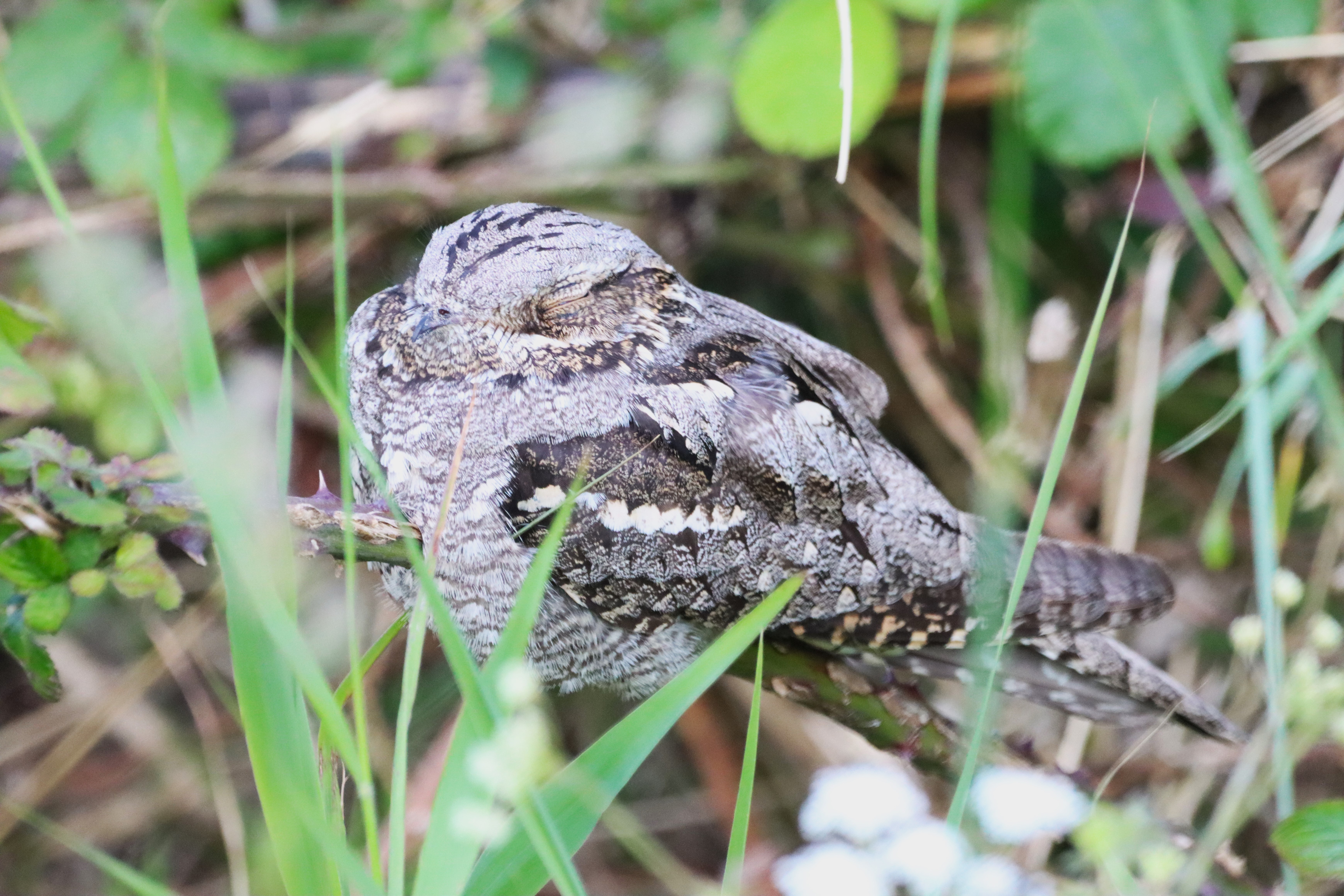 Nightjar - 06-06-2024