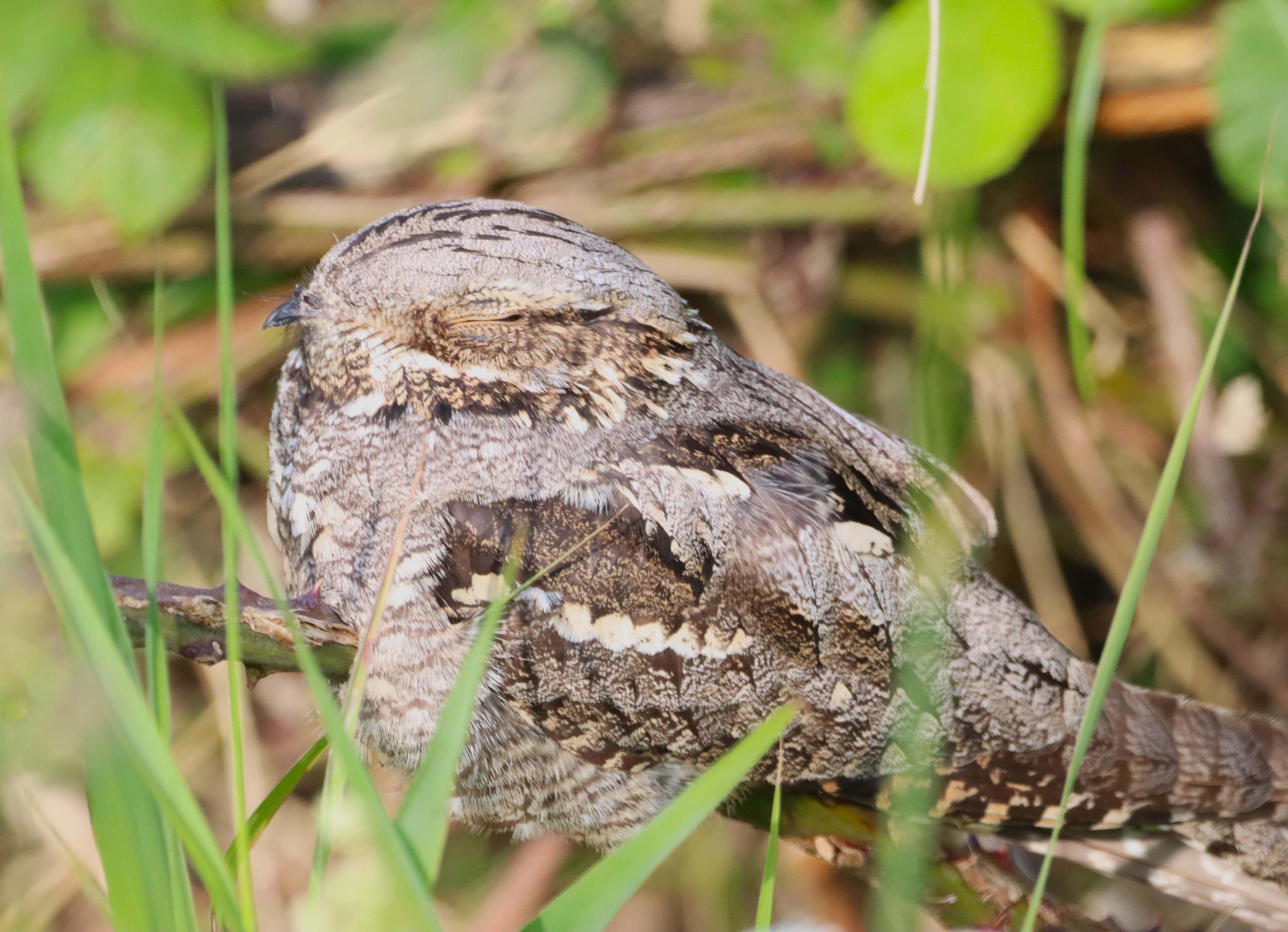 Nightjar - 06-06-2024