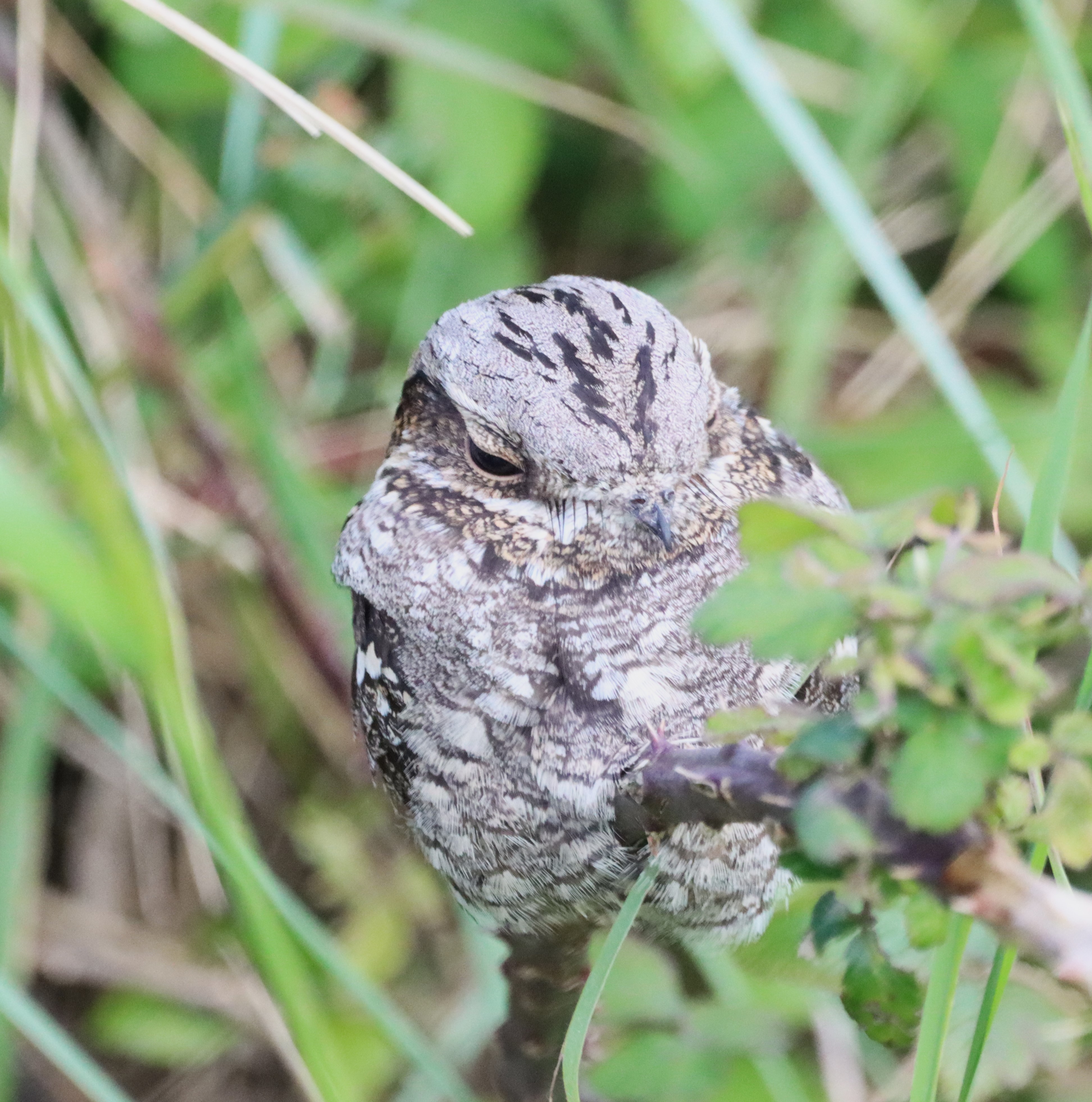 Nightjar - 06-06-2024