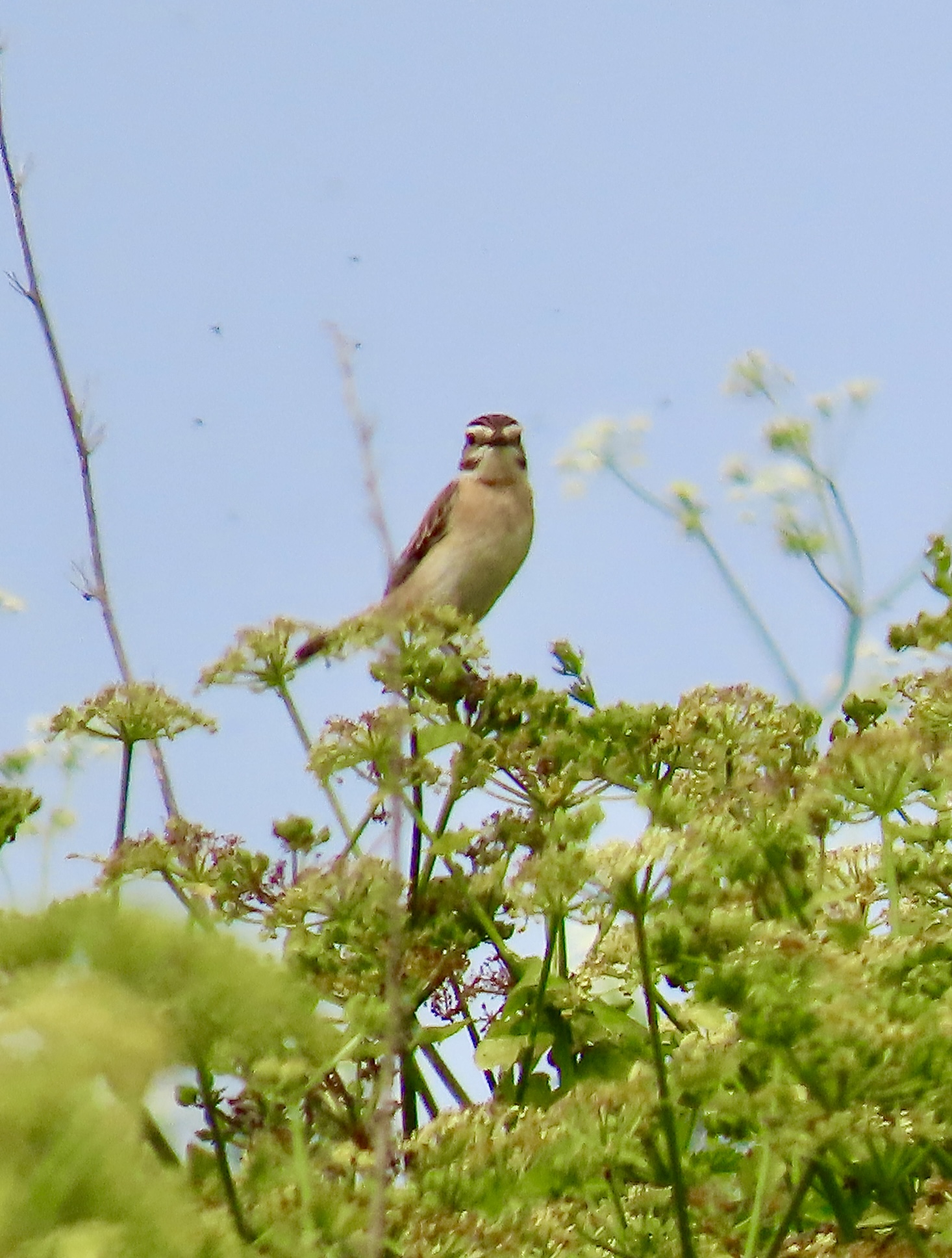 Whinchat - 28-05-2023