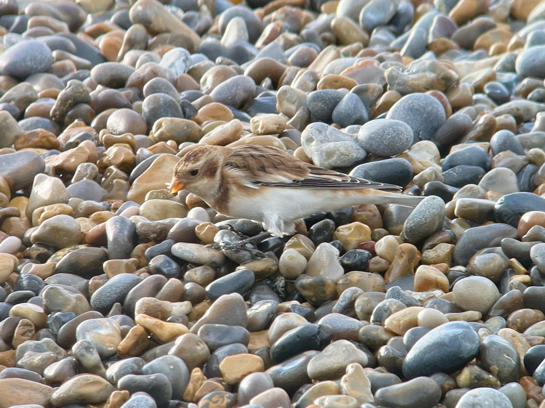 Snow Bunting - 23-10-2026