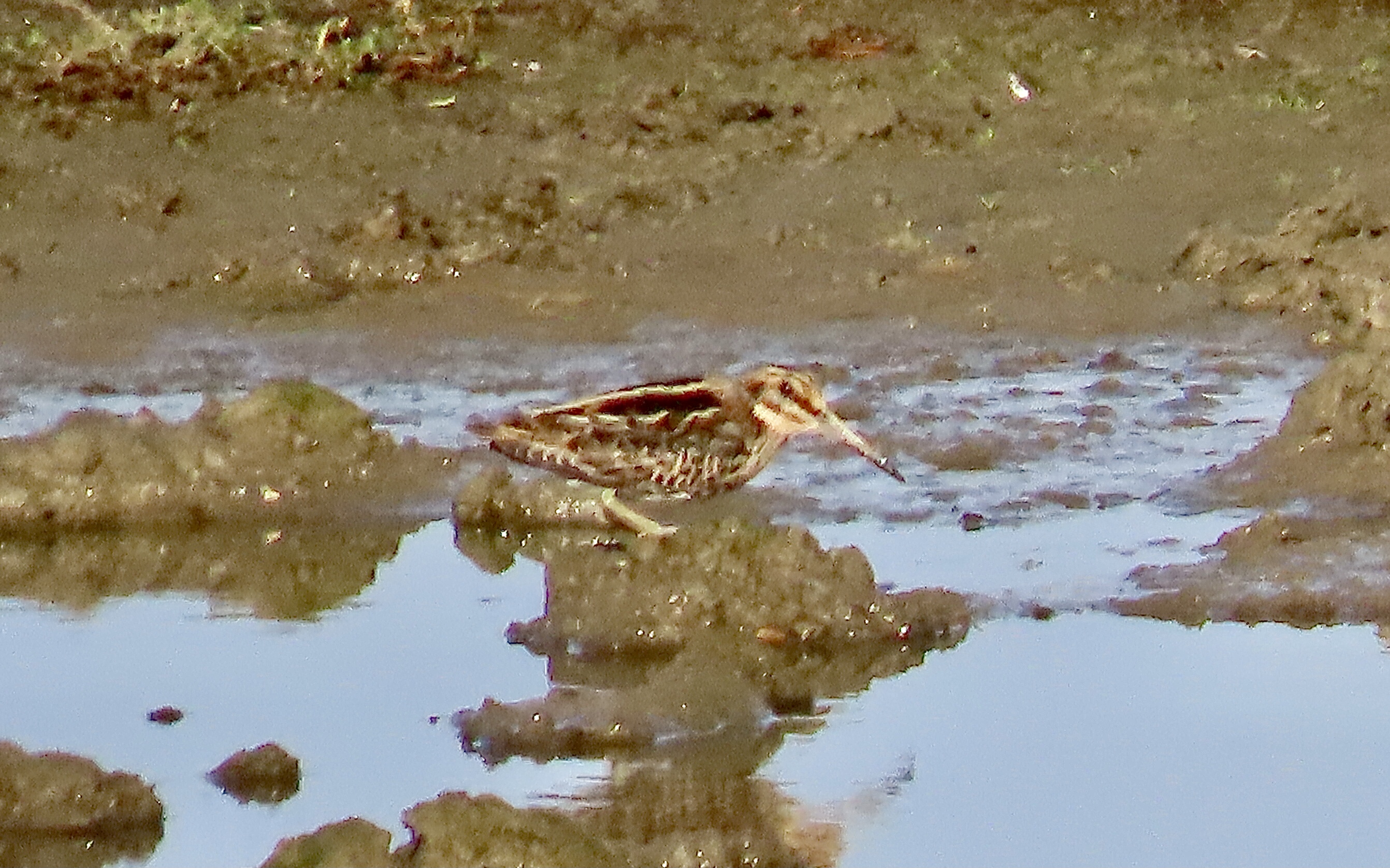 Jack Snipe - 21-10-2022