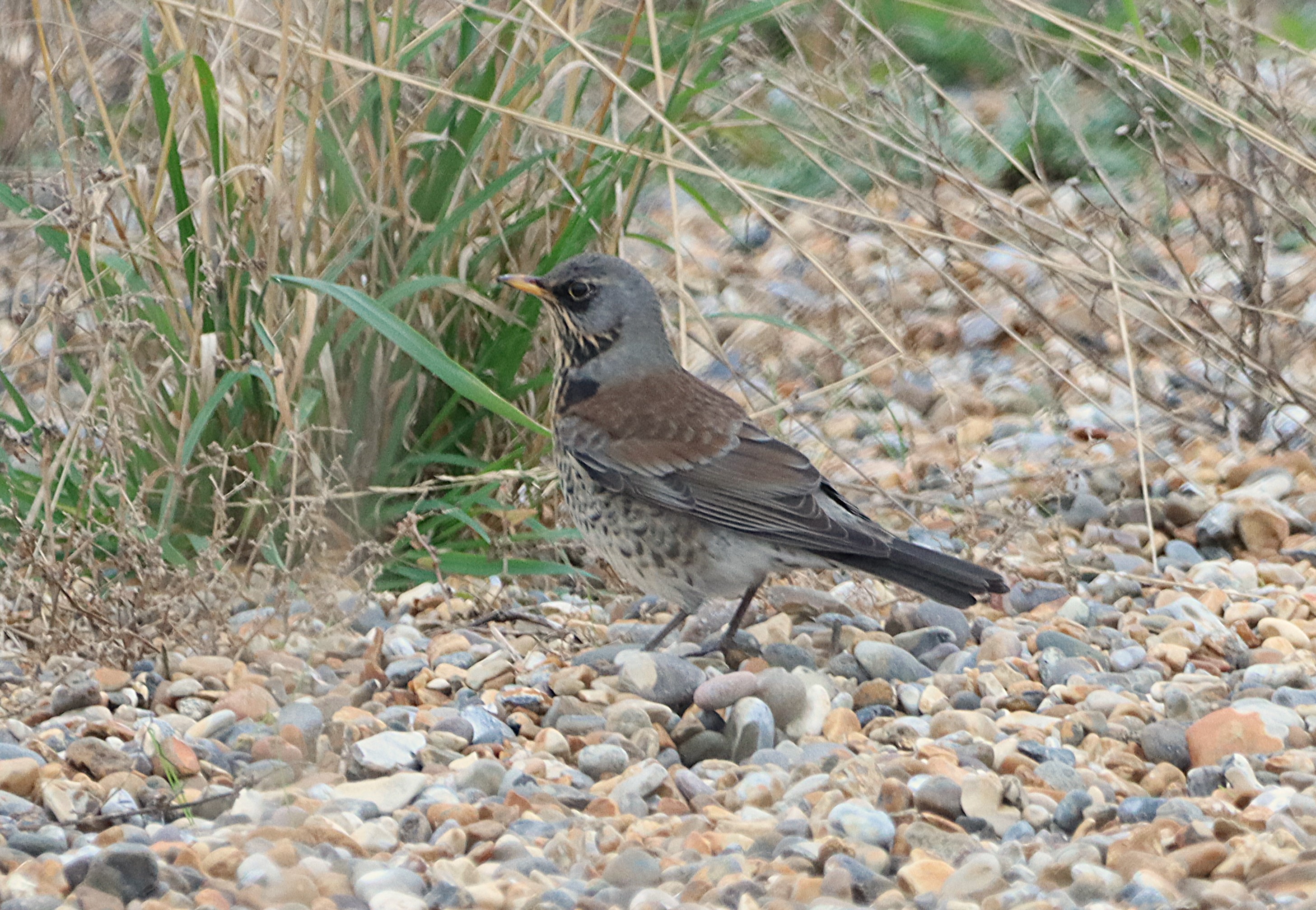 Fieldfare - 04-11-2024