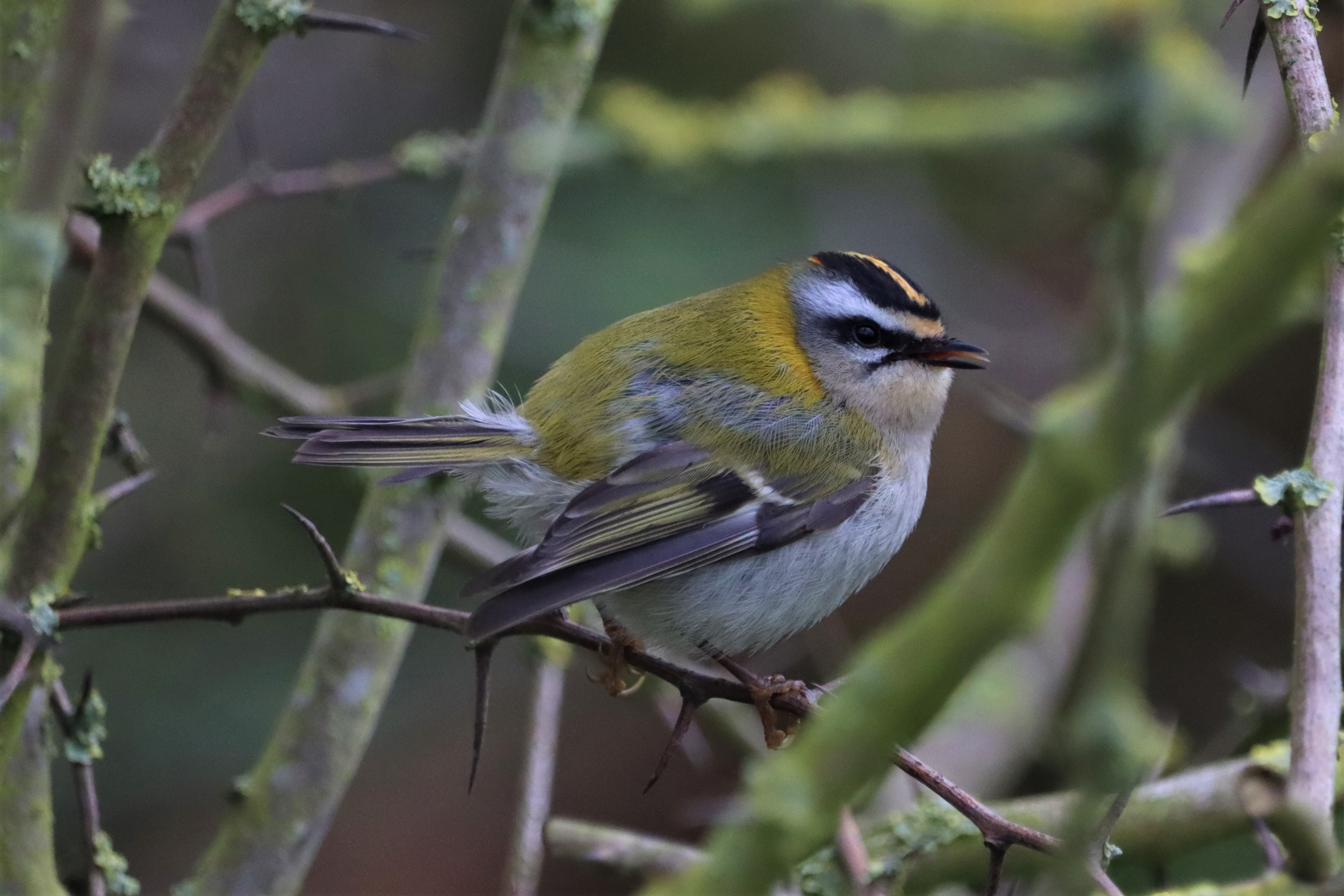 Firecrest - 24-03-2021