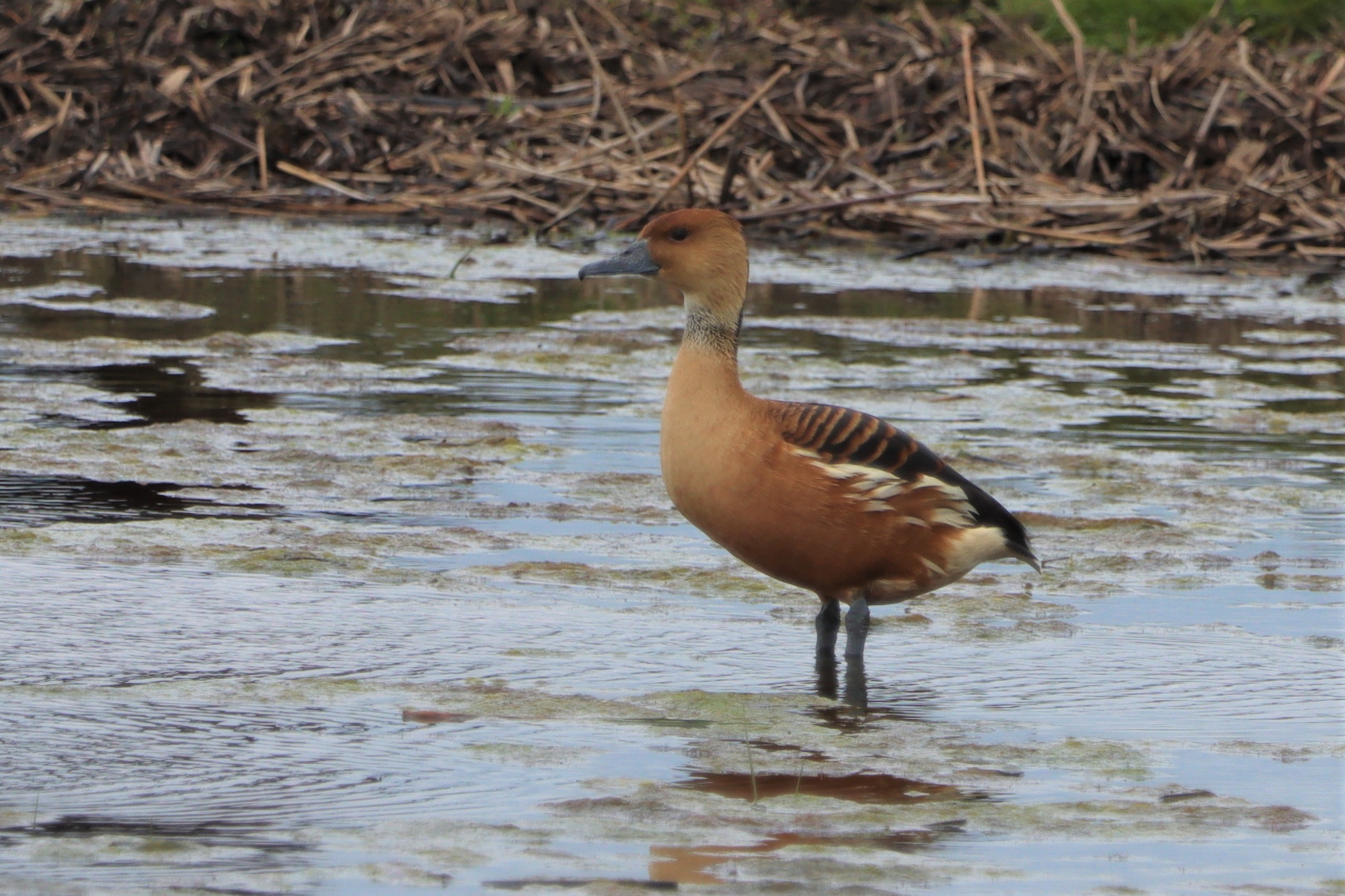 Fulvous Whistling Duck - 25-05-2021