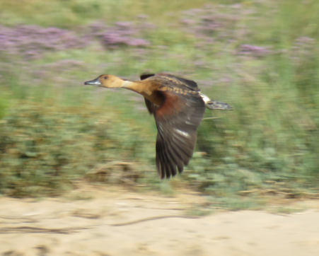 Fulvous Whistling Duck - 30-07-2023