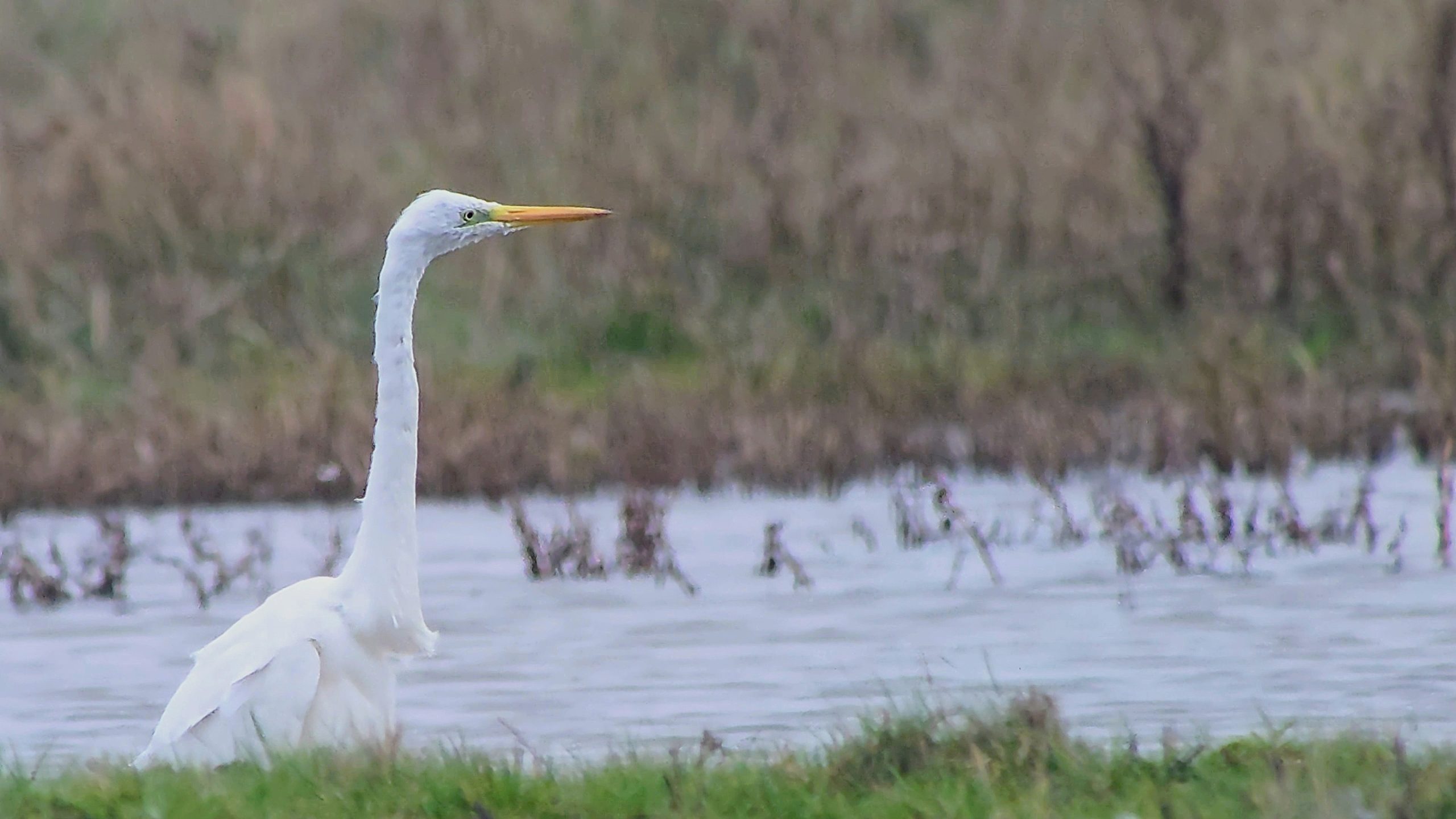 Great White Egret - 20-10-2026