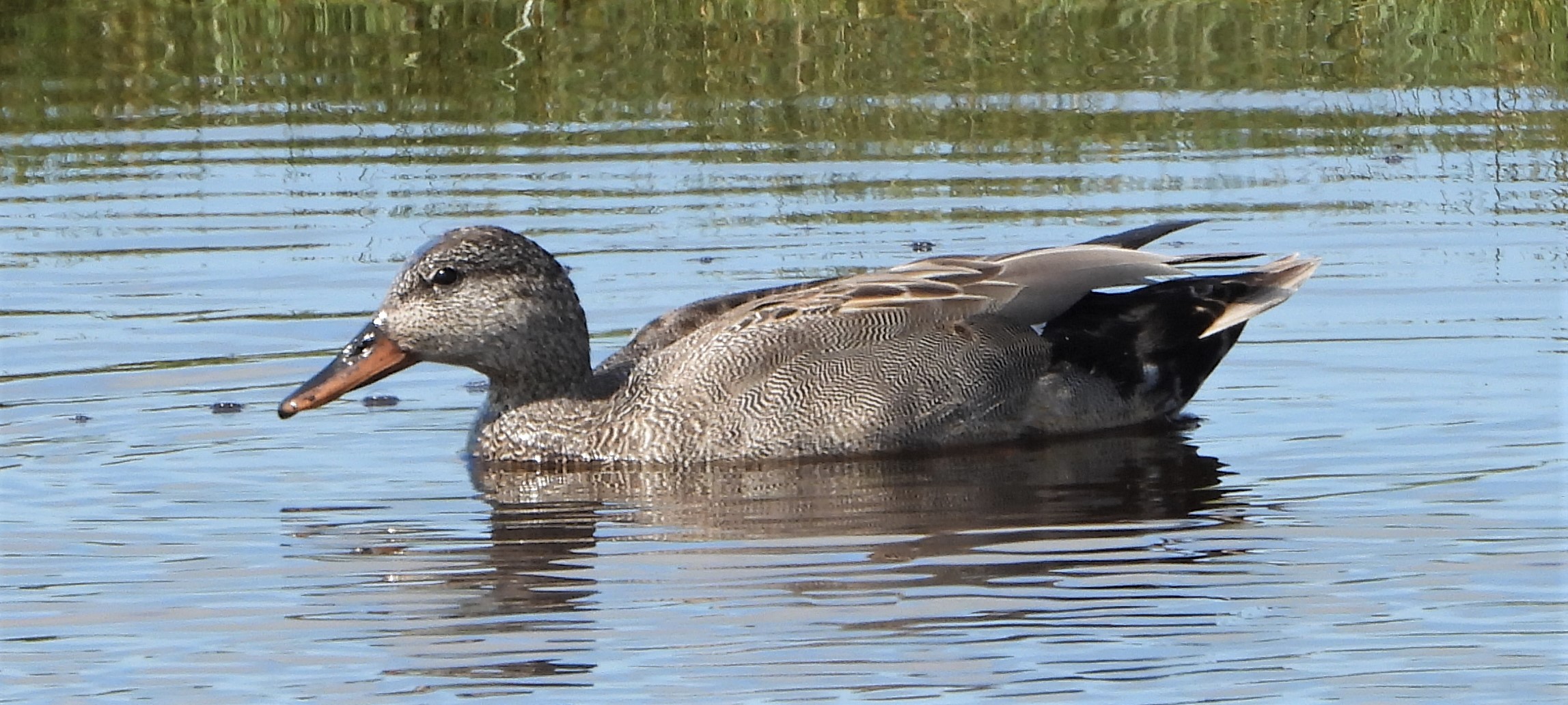 Gadwall - 30-05-2021