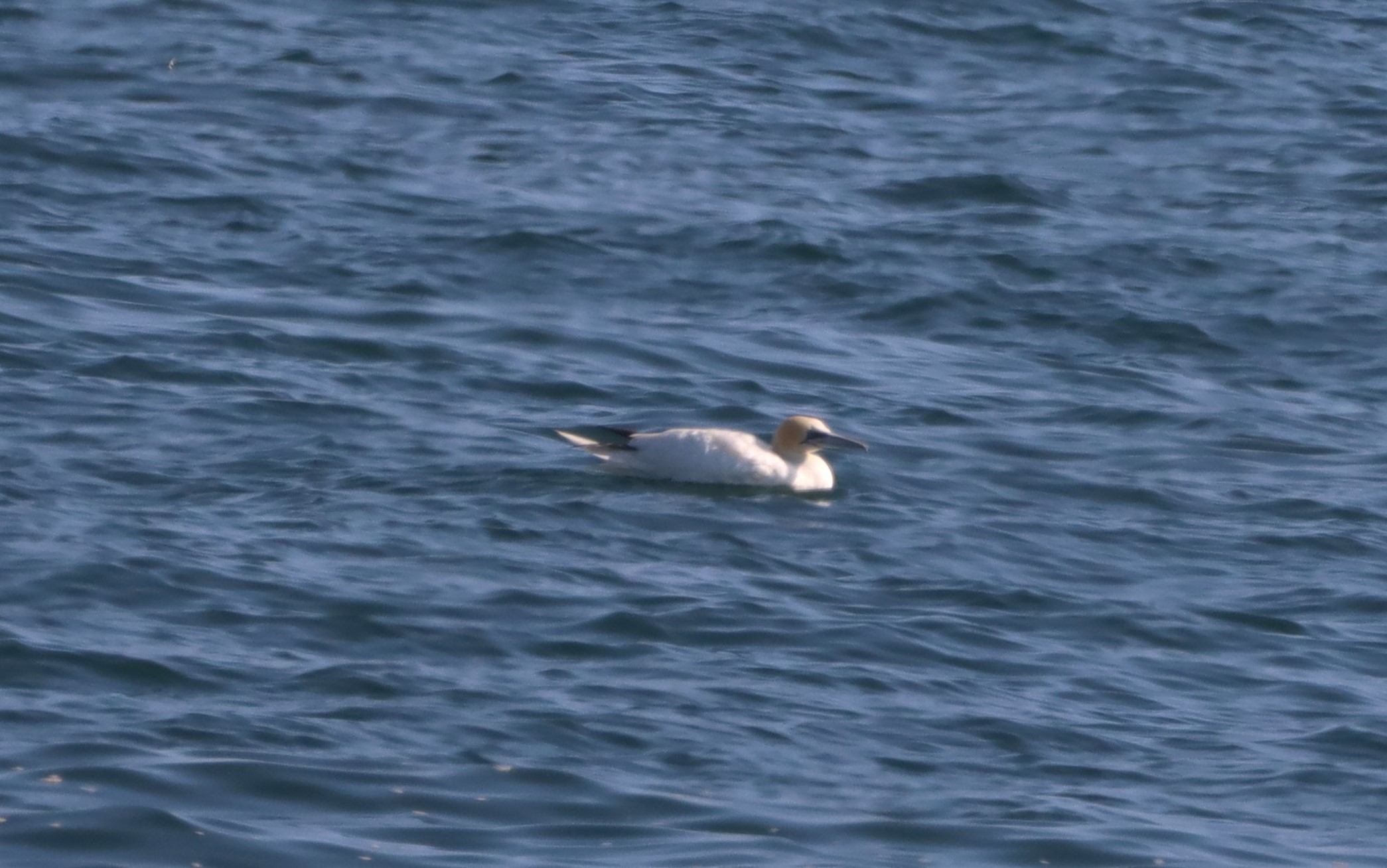 Gannet - 25-07-2025
