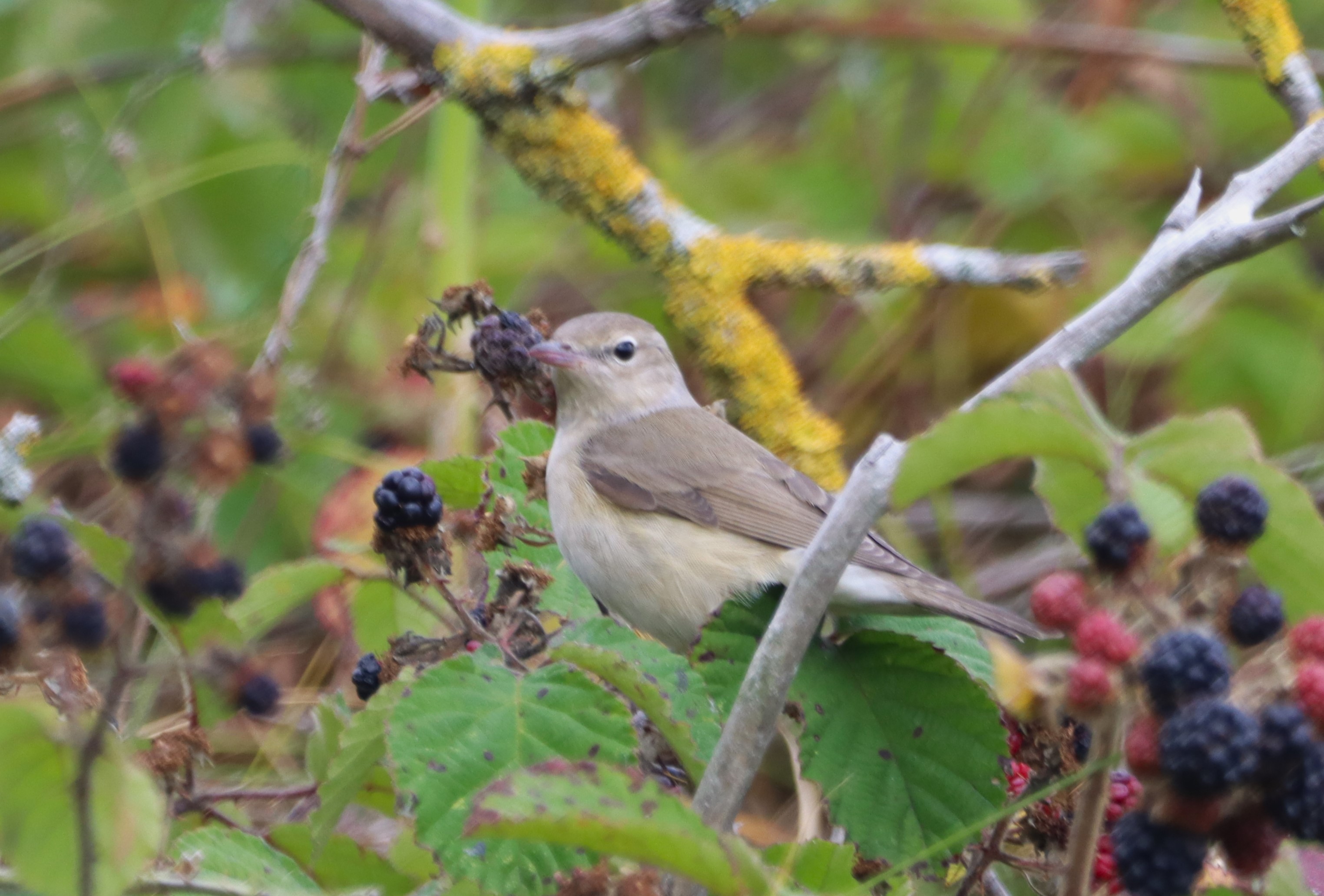 Garden Warbler - 02-09-2024