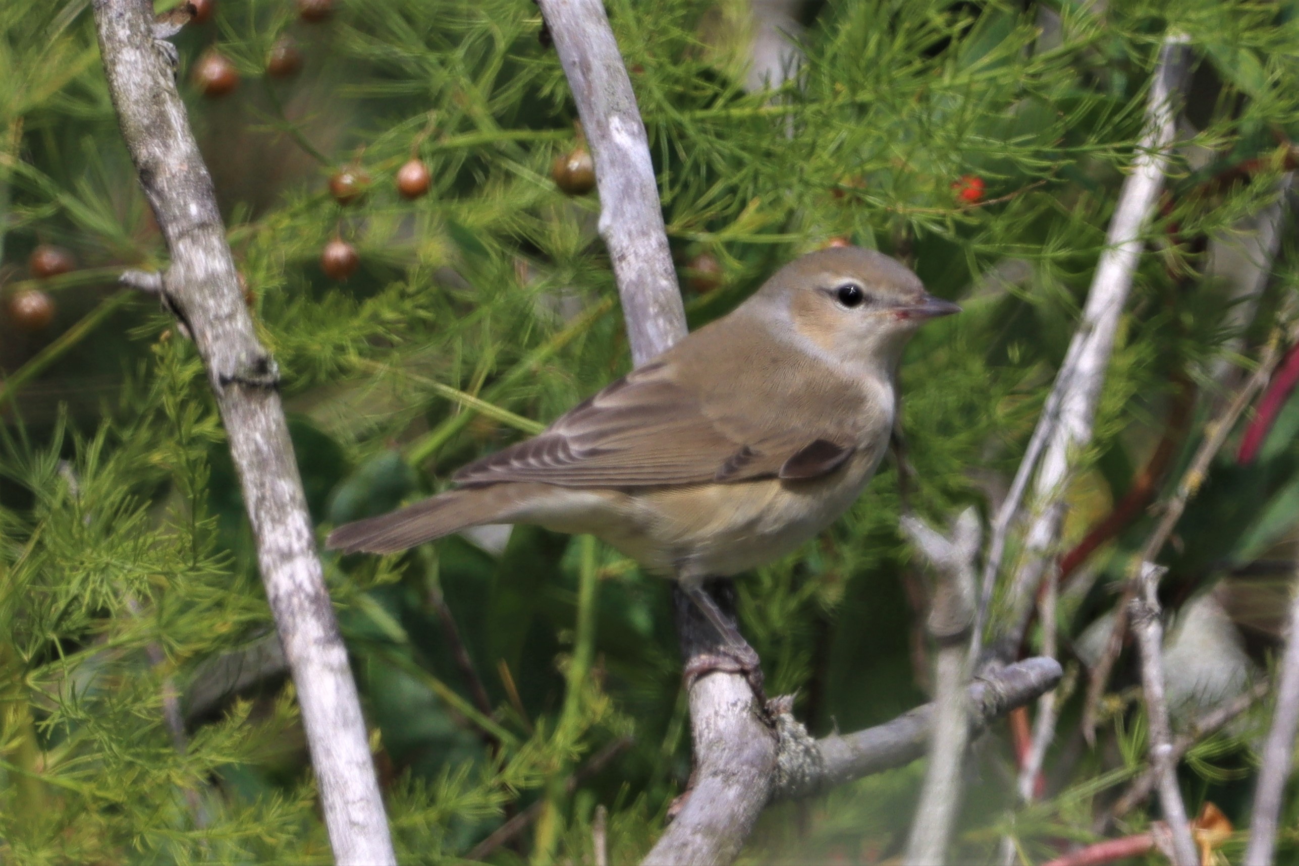 Garden Warbler - 23-08-2021