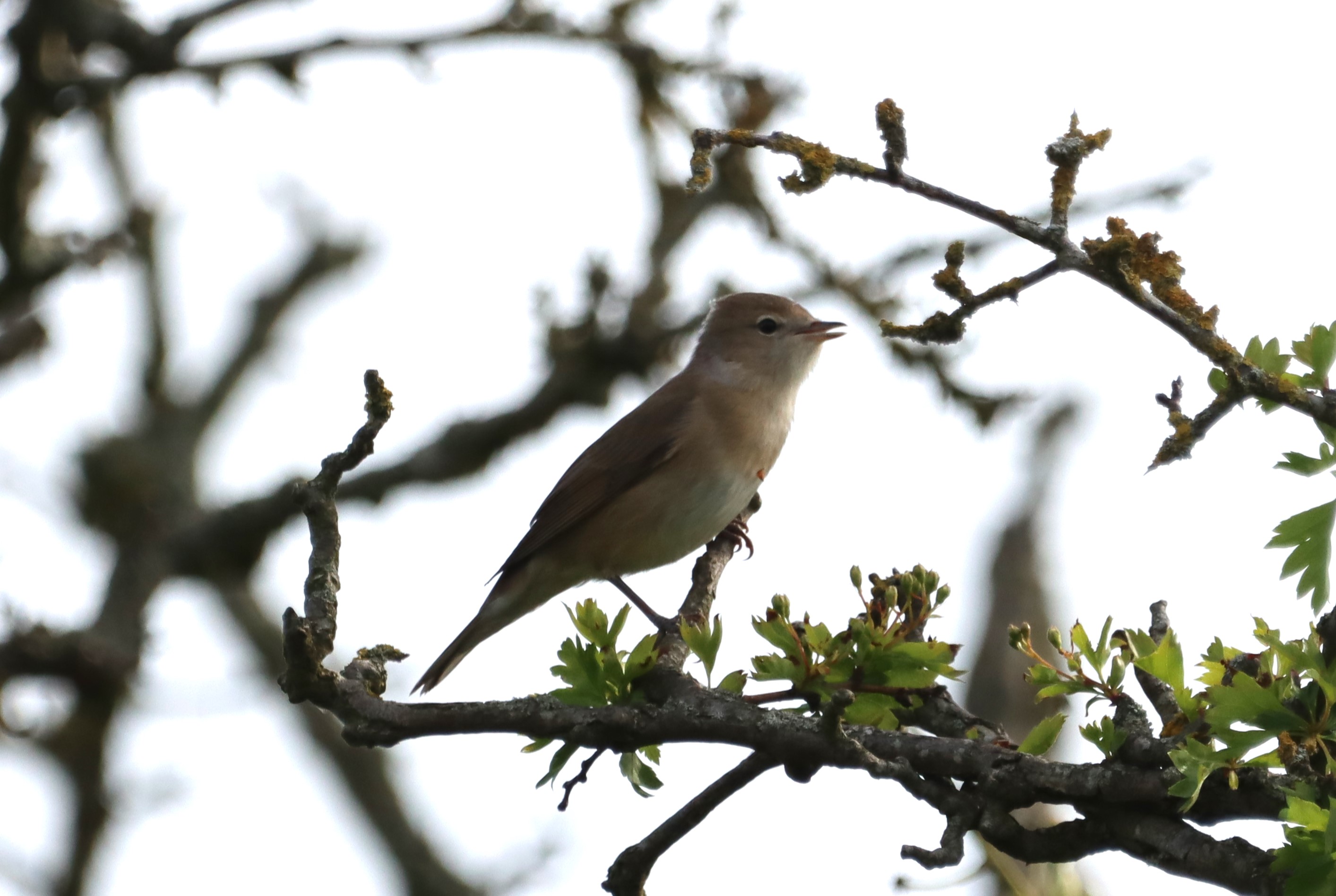 Garden Warbler - 06-05-2023