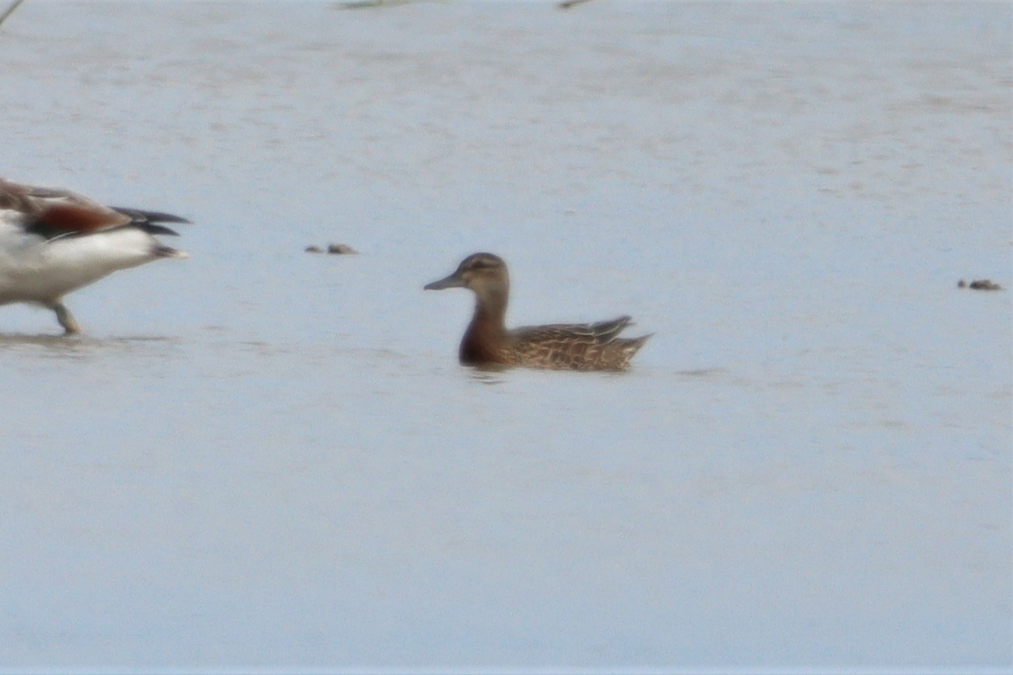 Garganey - 01-08-2021