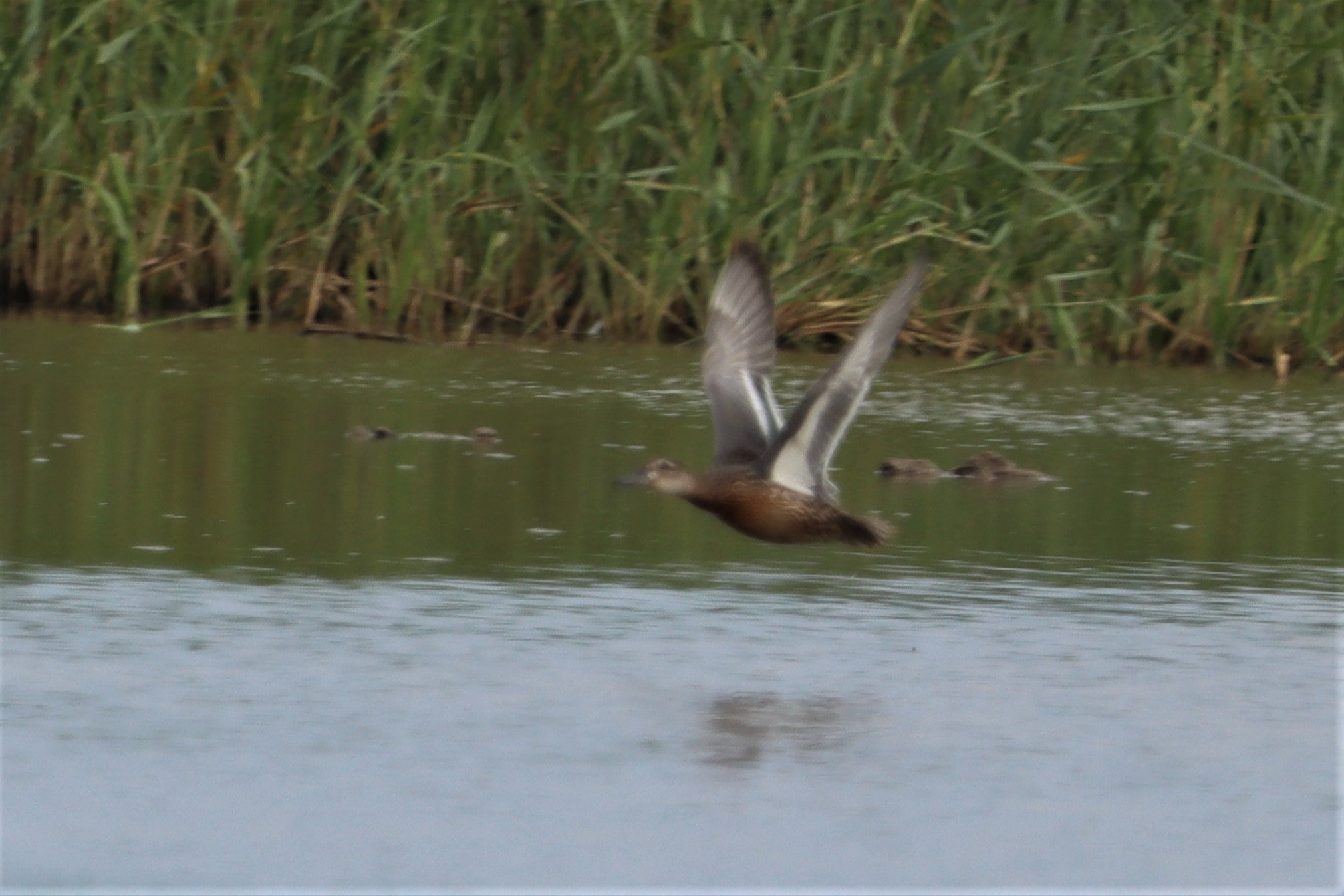 Garganey - 01-08-2021