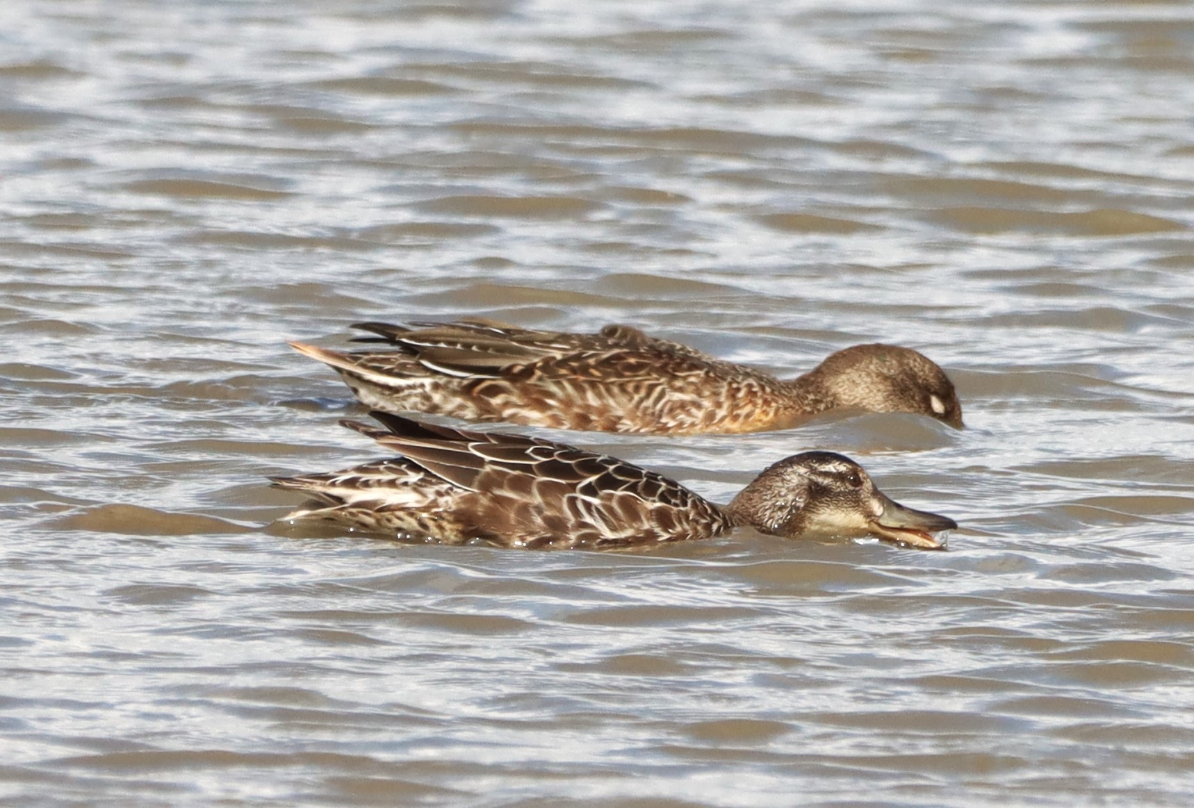 Garganey - 21-08-2026