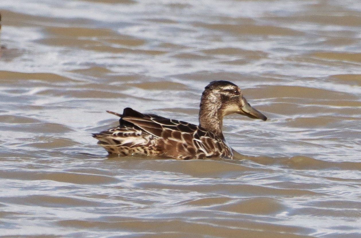 Garganey - 21-08-2026