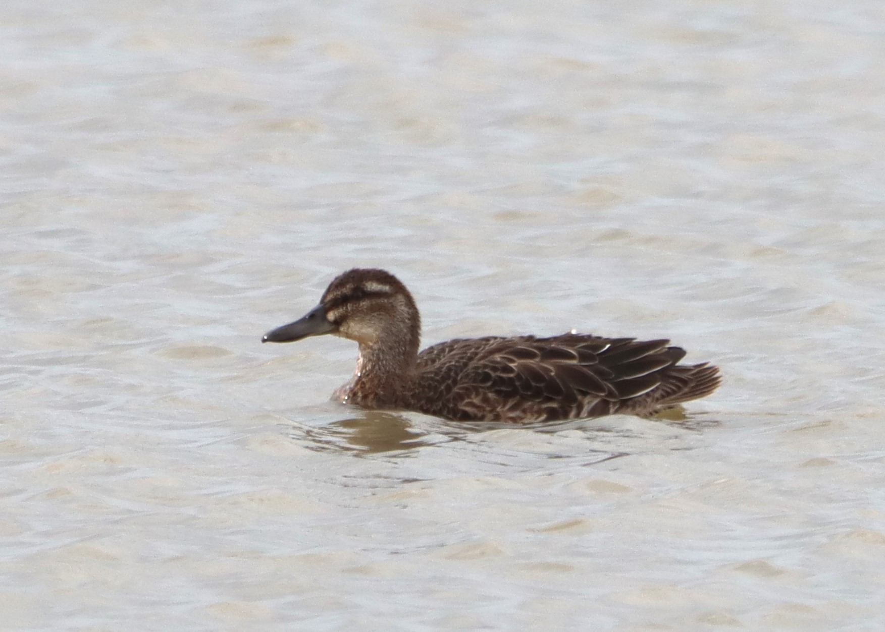 Garganey - 03-09-2025