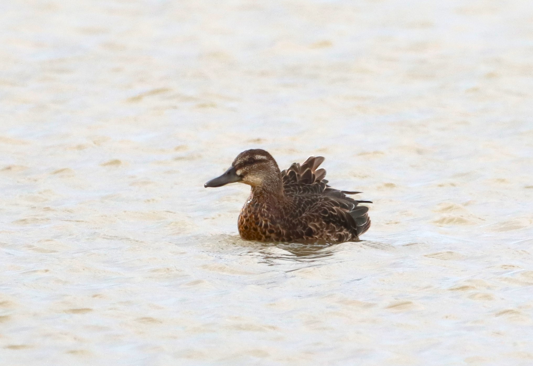 Garganey - 03-09-2025