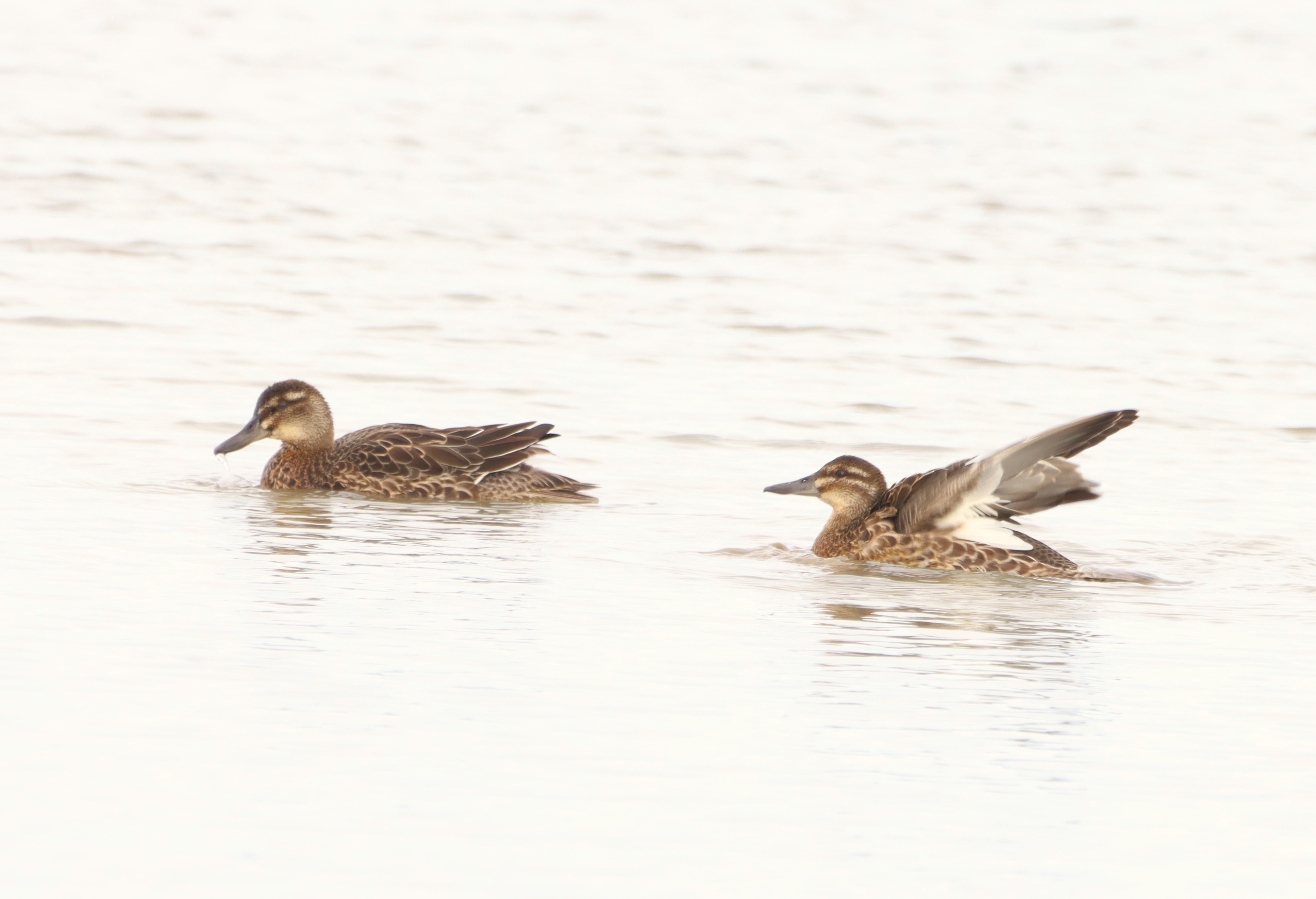 Garganey - 04-09-2025