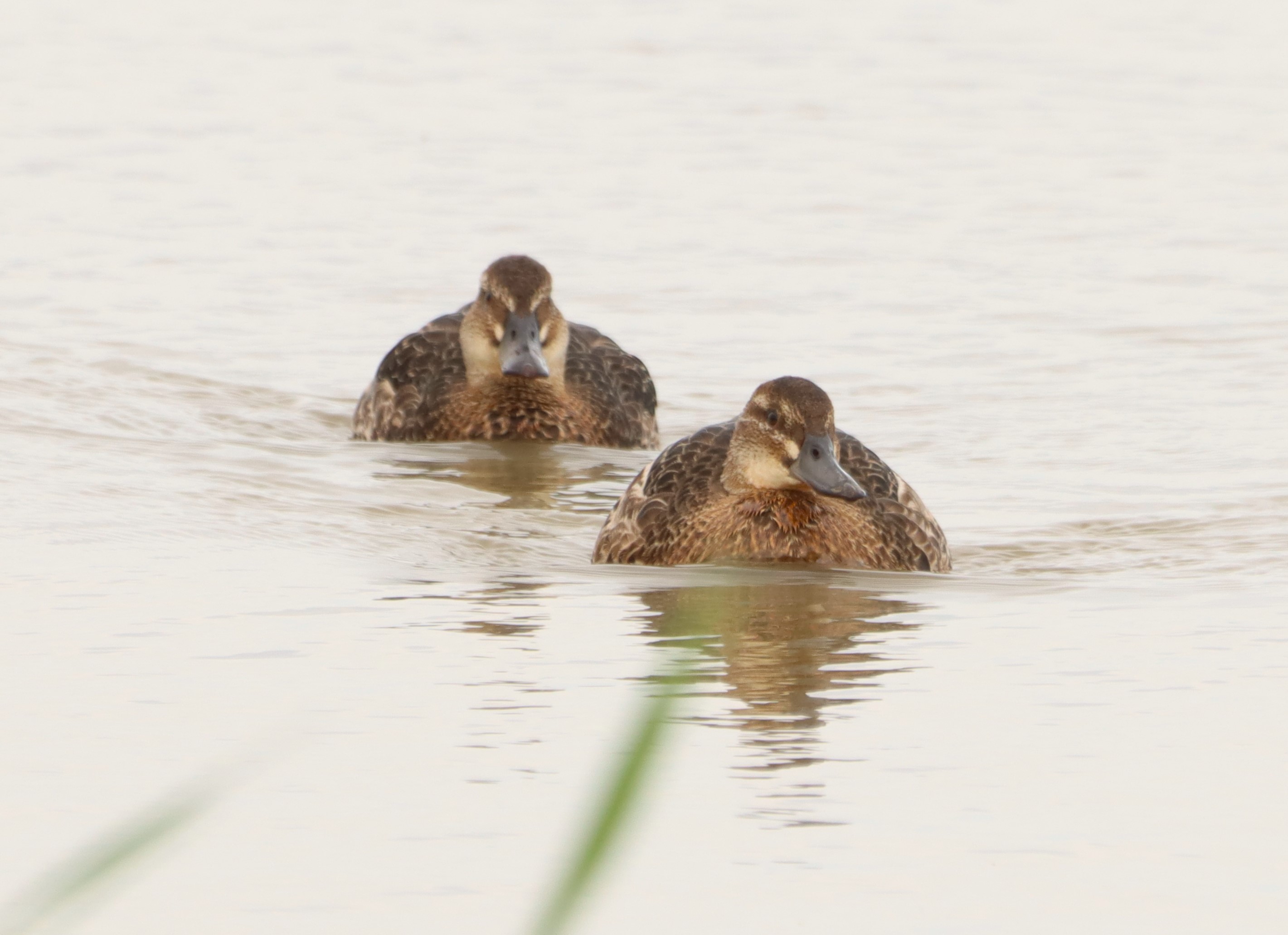 Garganey - 04-09-2025