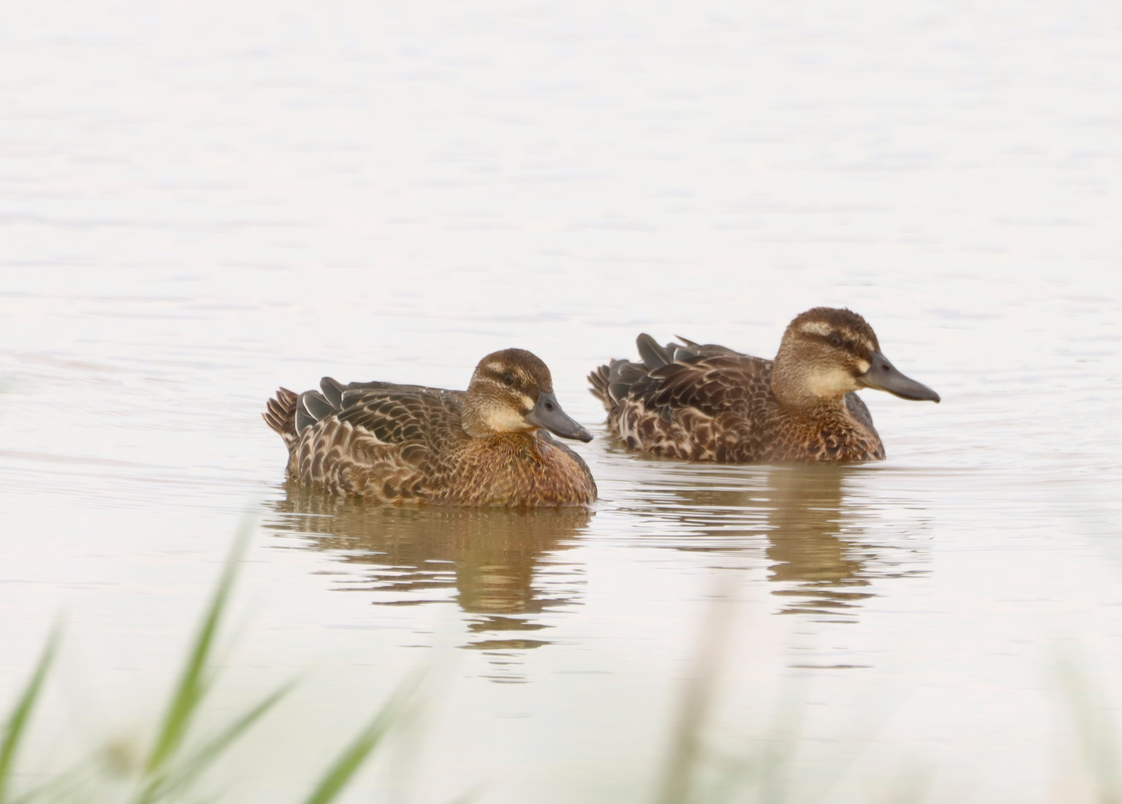 Garganey - 04-09-2025
