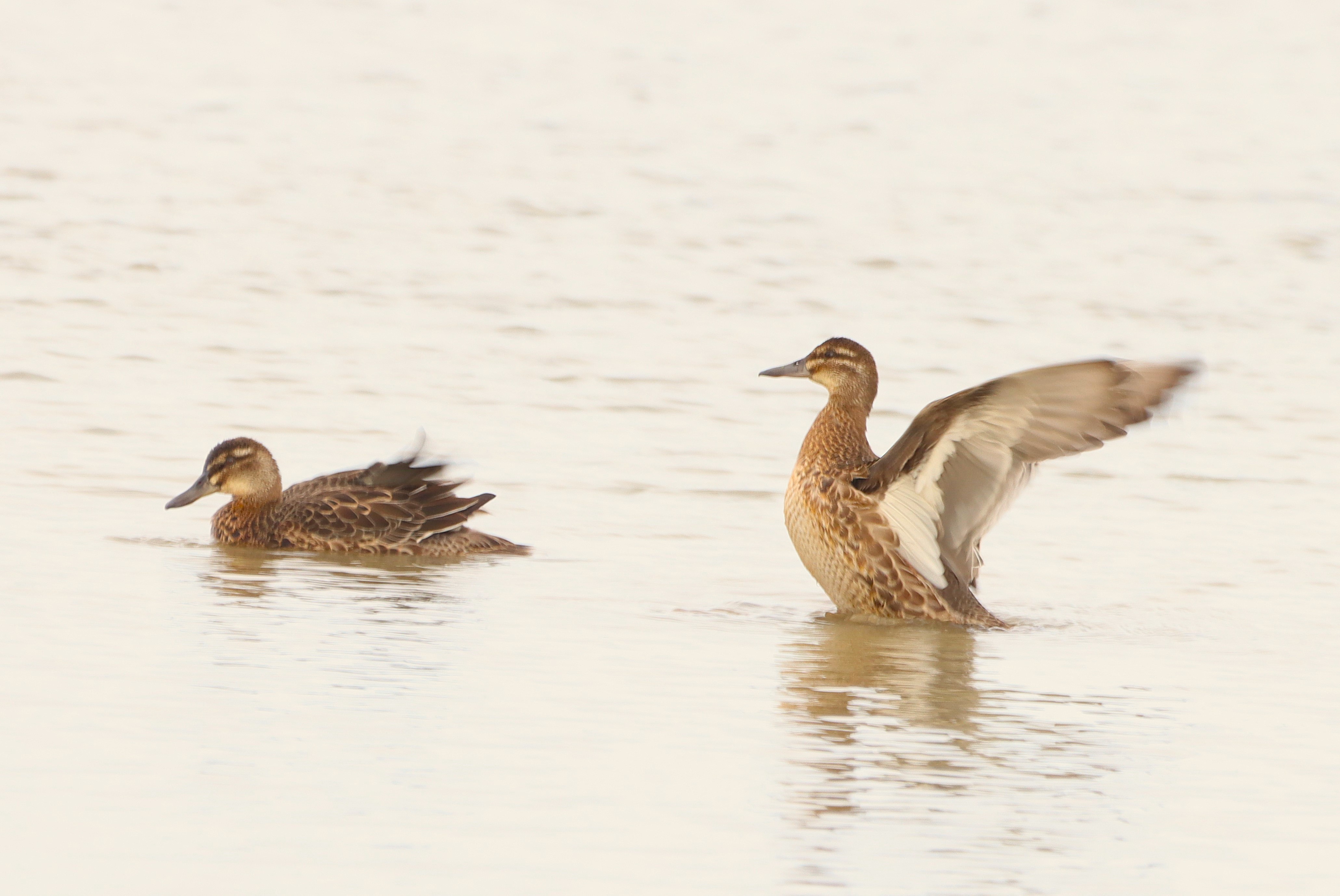 Garganey - 04-09-2025