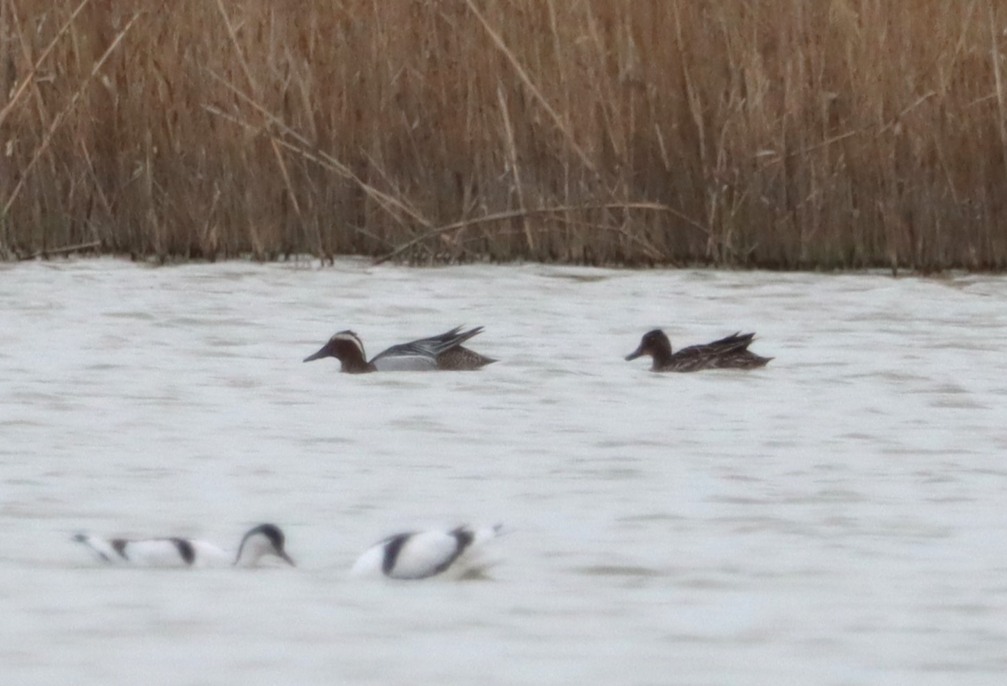 Garganey - 05-04-2023