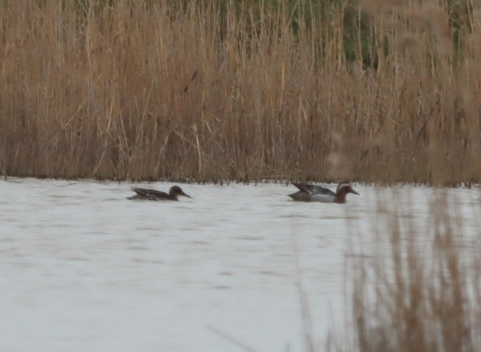 Garganey - 05-04-2023