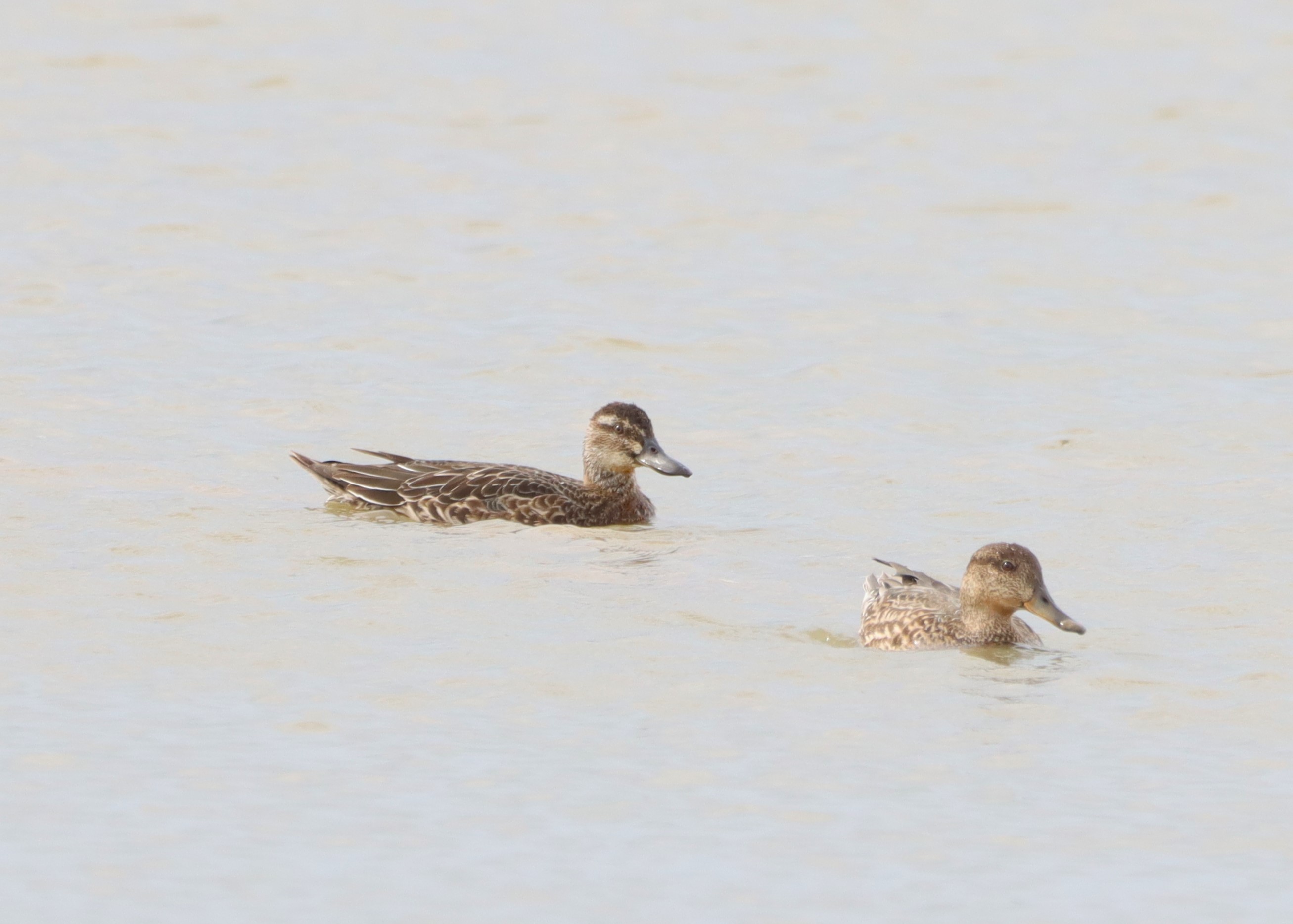 Garganey - 03-09-2025