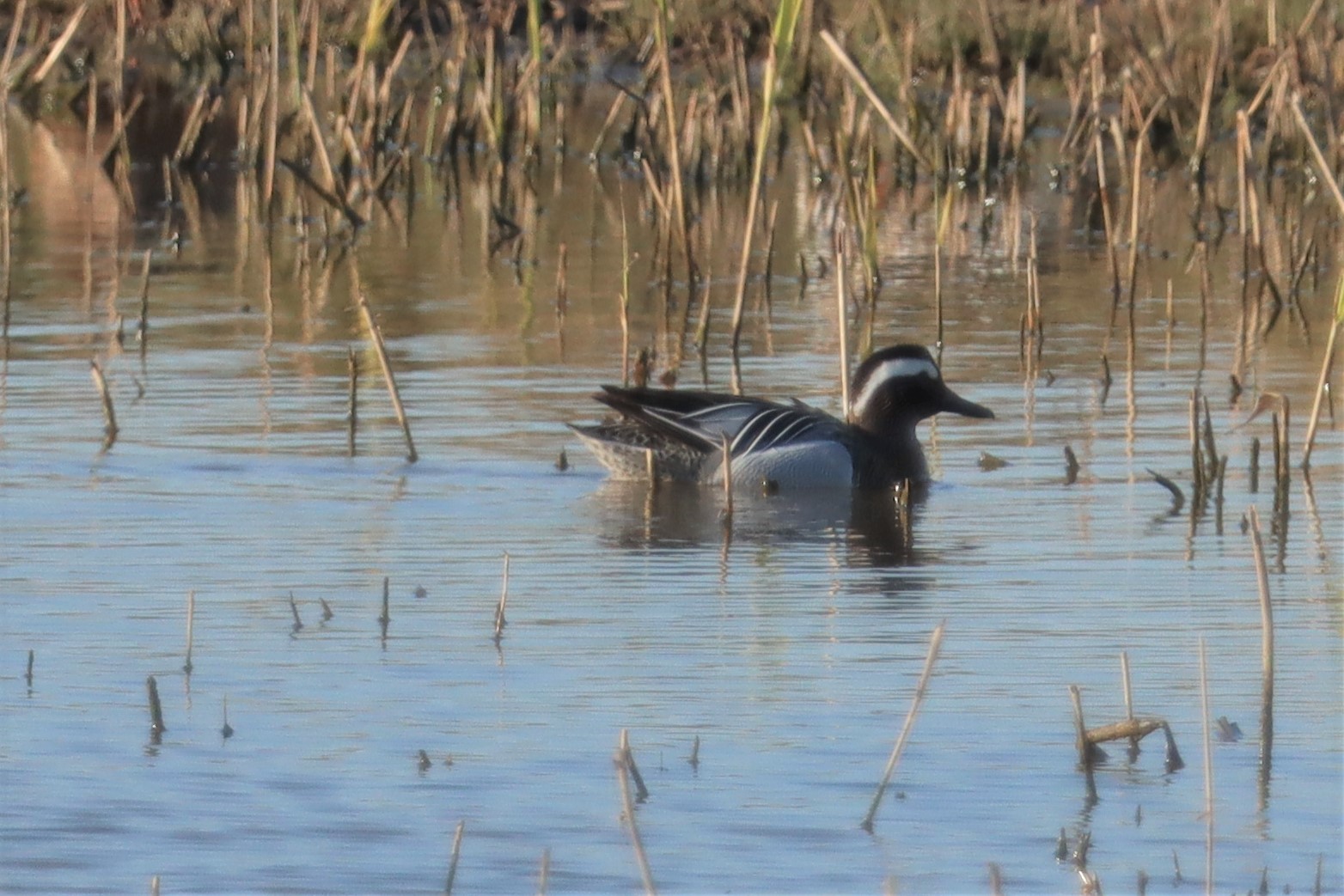 Garganey - 30-03-2021