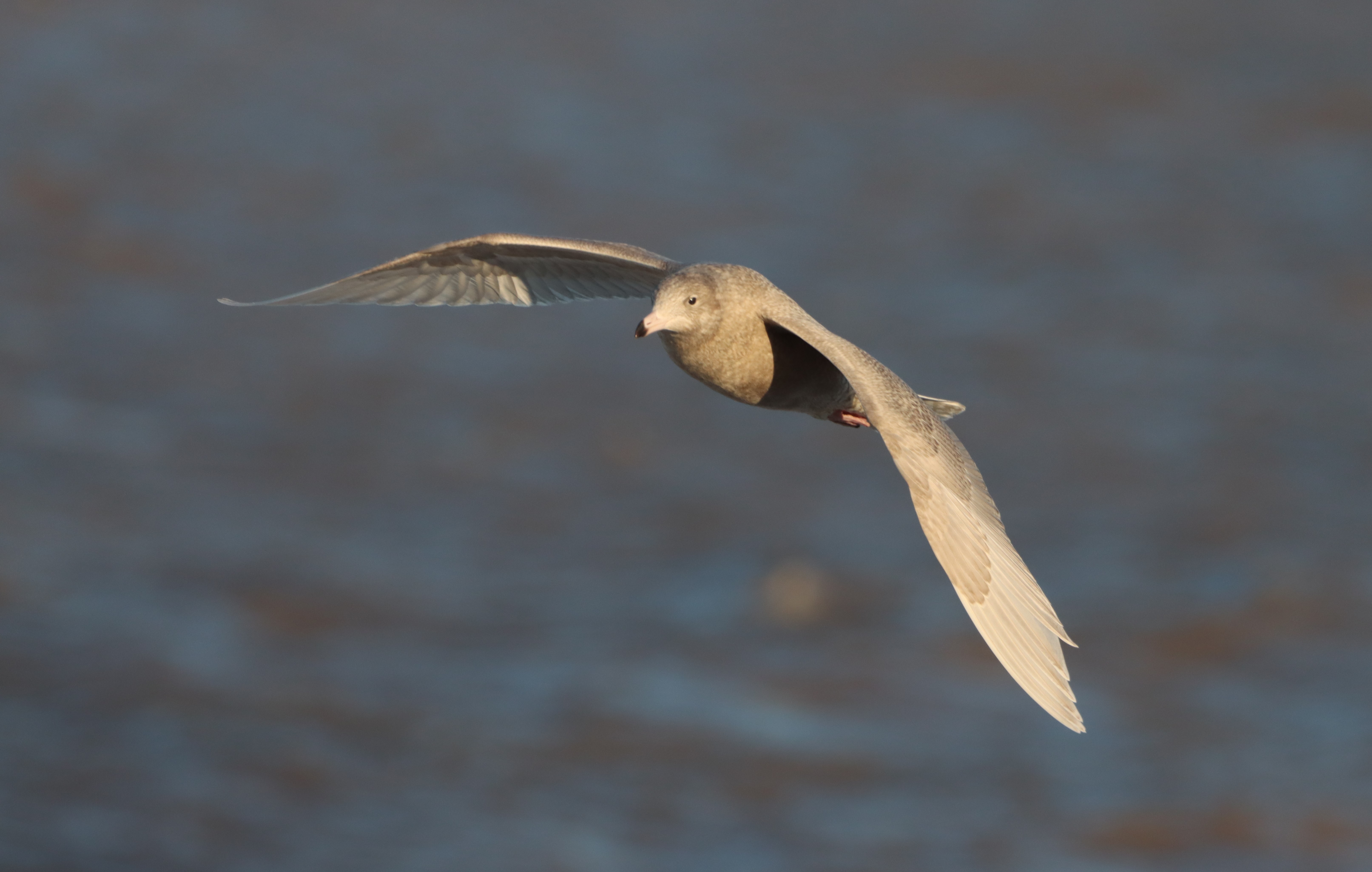 Glaucous Gull - 09-01-2025