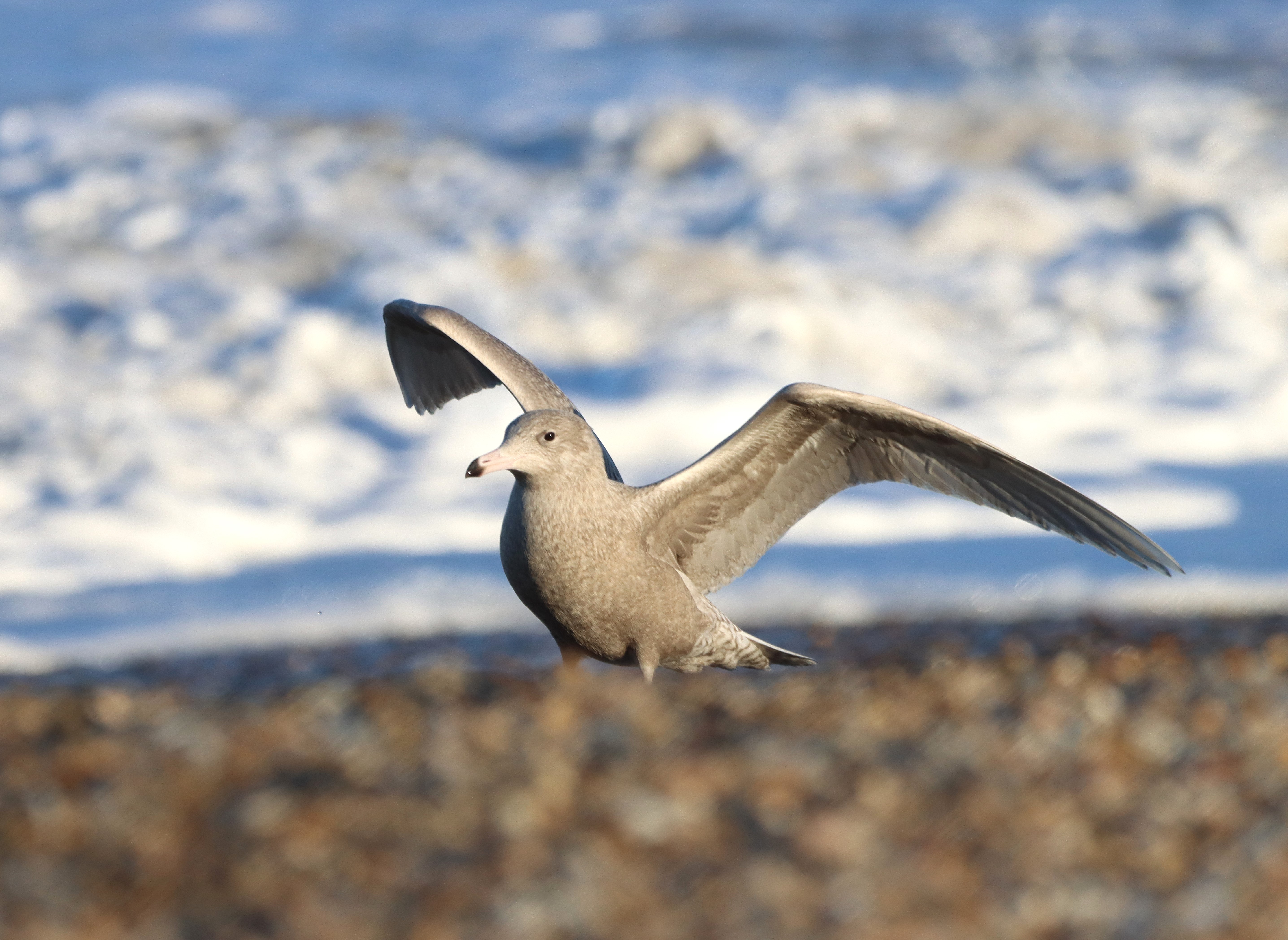 Glaucous Gull - 09-01-2025