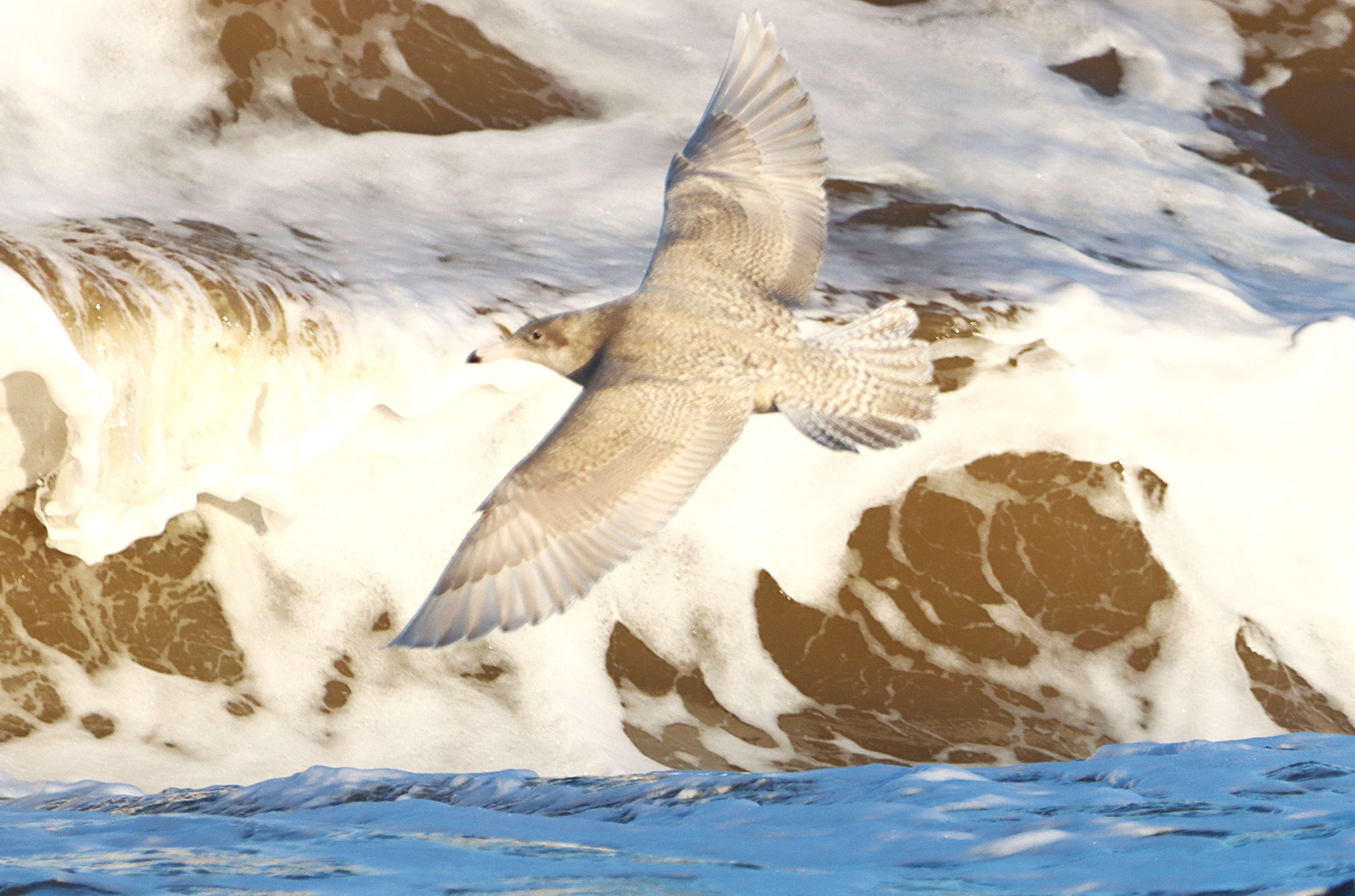 Glaucous Gull - 09-01-2025