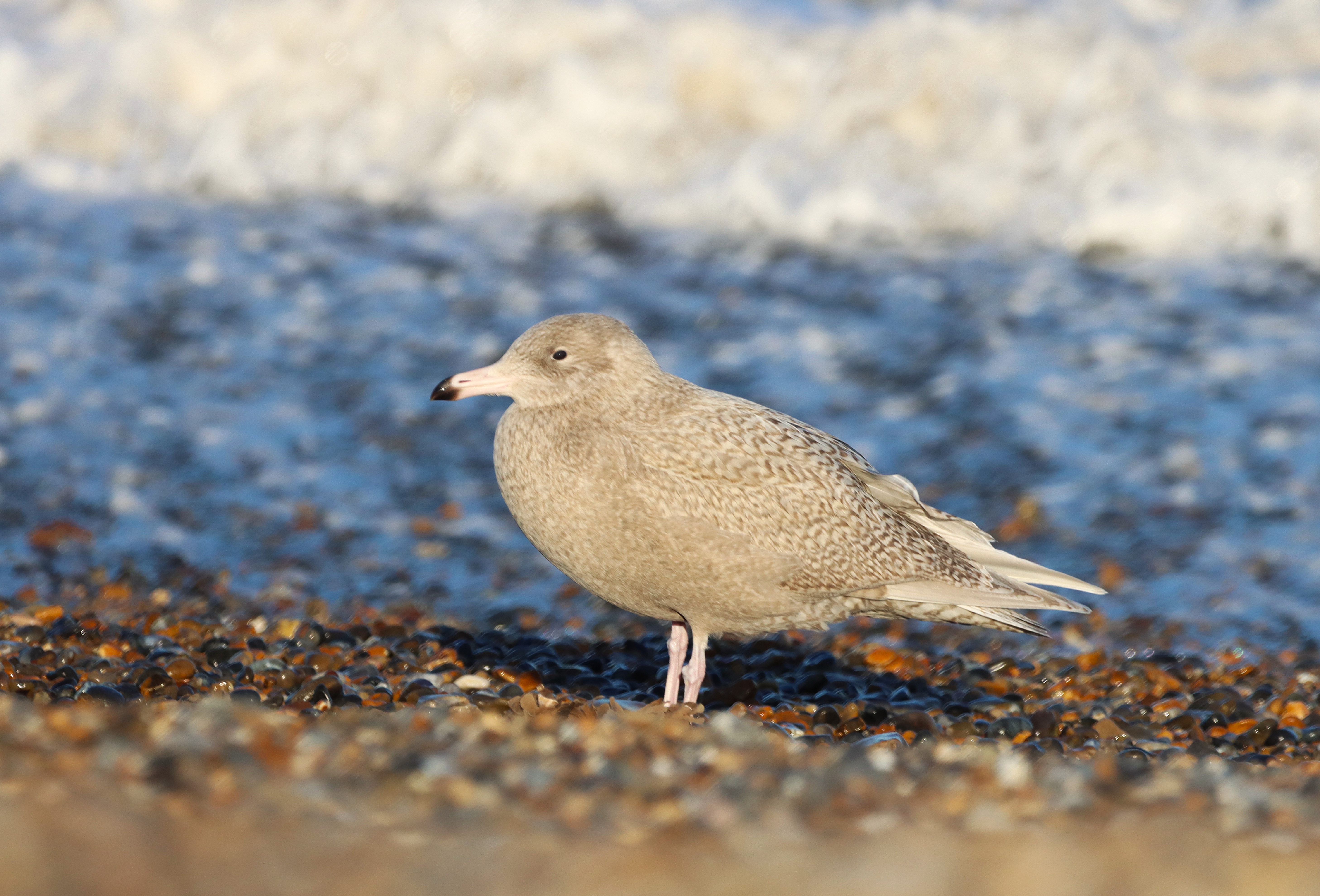 Glaucous Gull - 09-01-2025