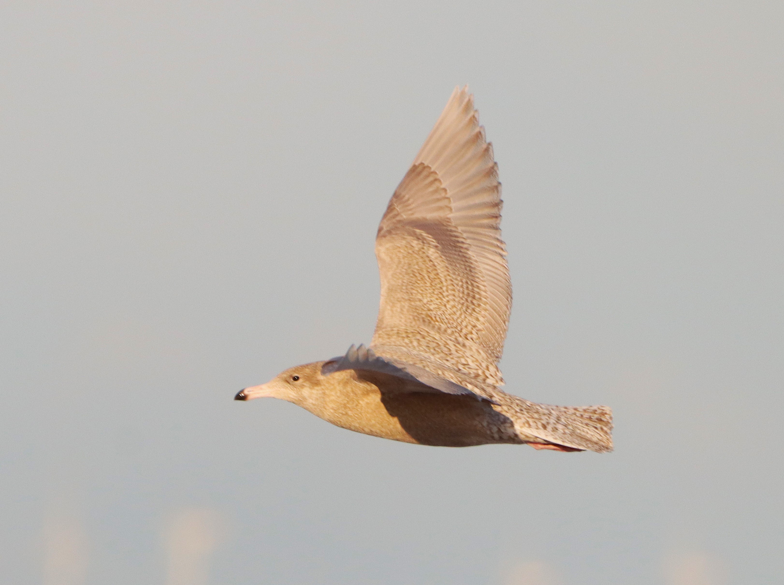 Glaucous Gull - 09-01-2025