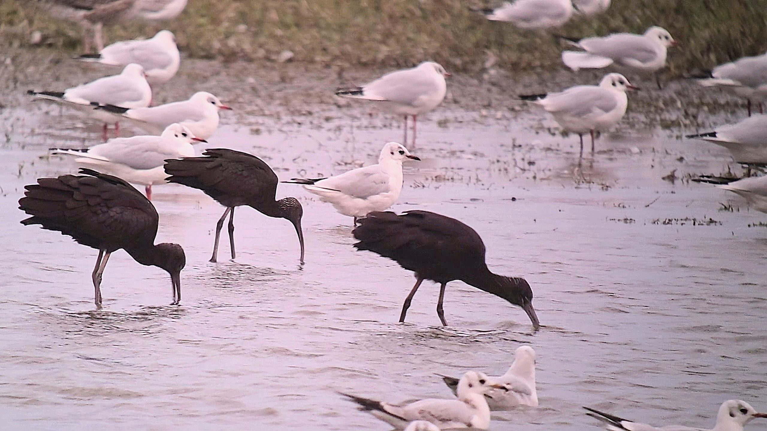 Glossy Ibis - 12-10-2026