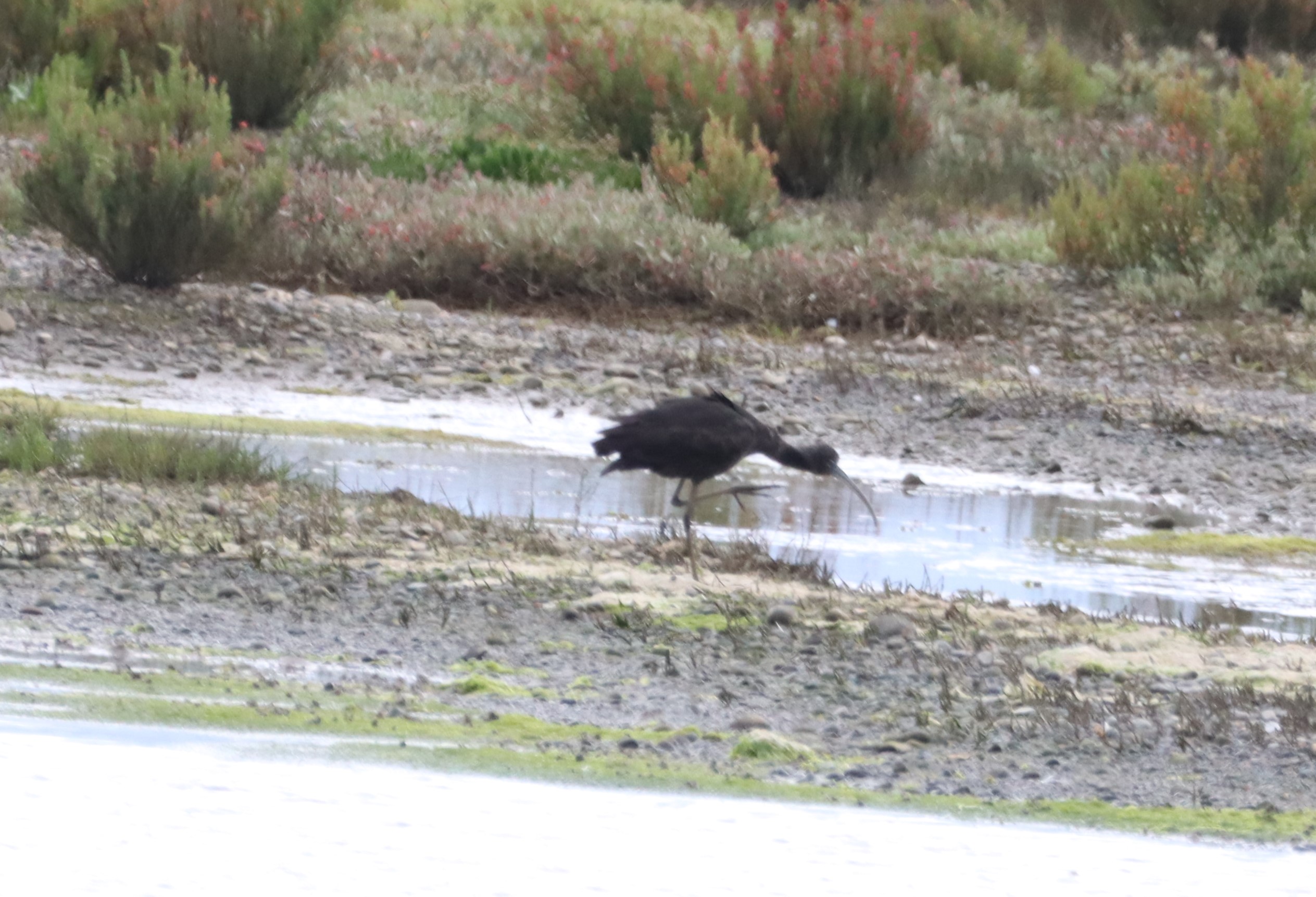 Glossy Ibis - 14-06-2024