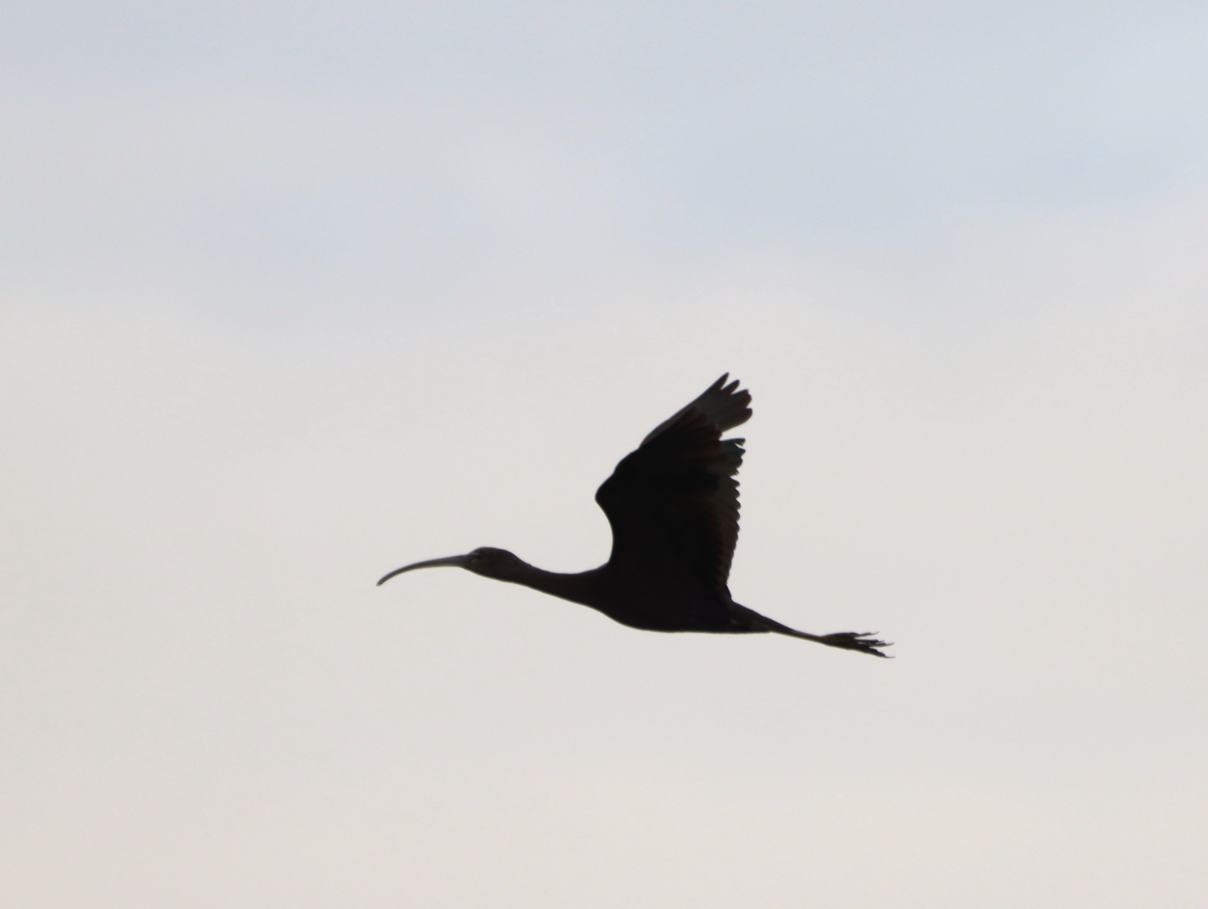 Glossy Ibis - 14-06-2024