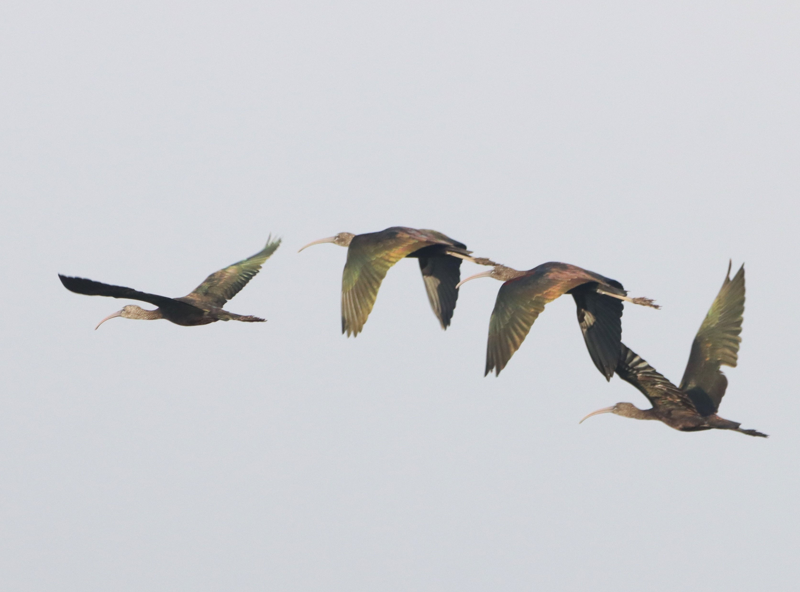 Glossy Ibis - 14-09-2026