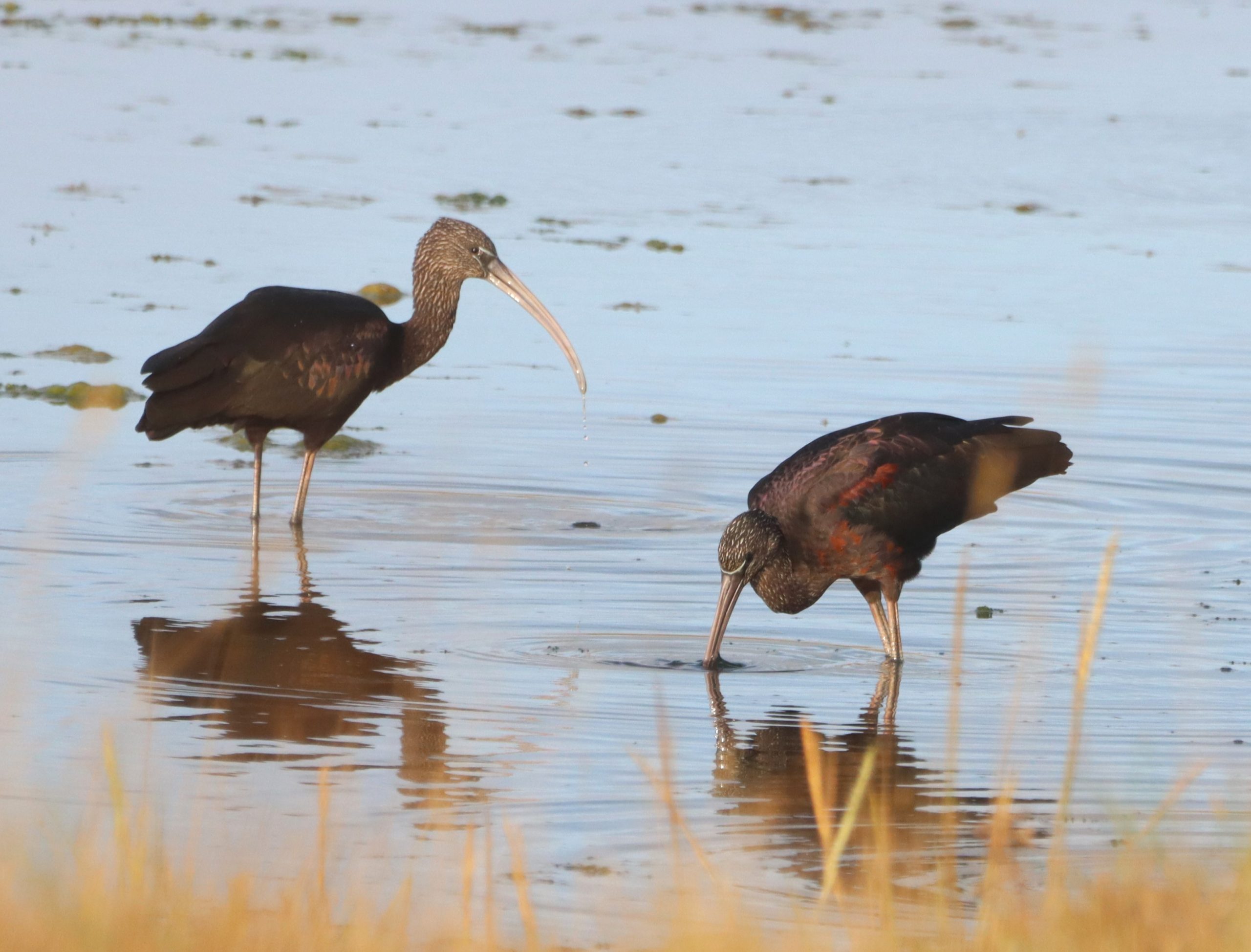 Glossy Ibis - 14-09-2026