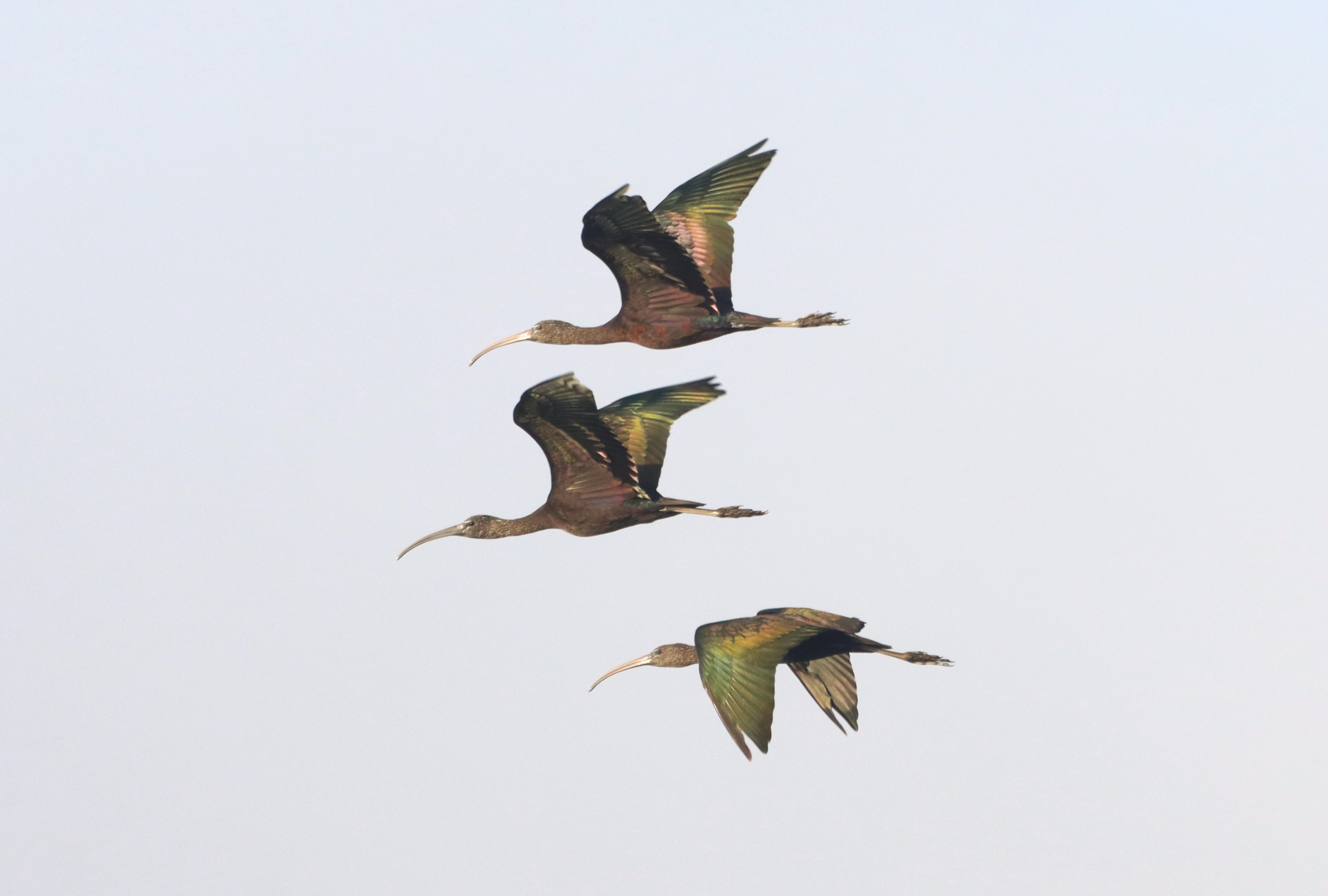 Glossy Ibis - 14-09-2026