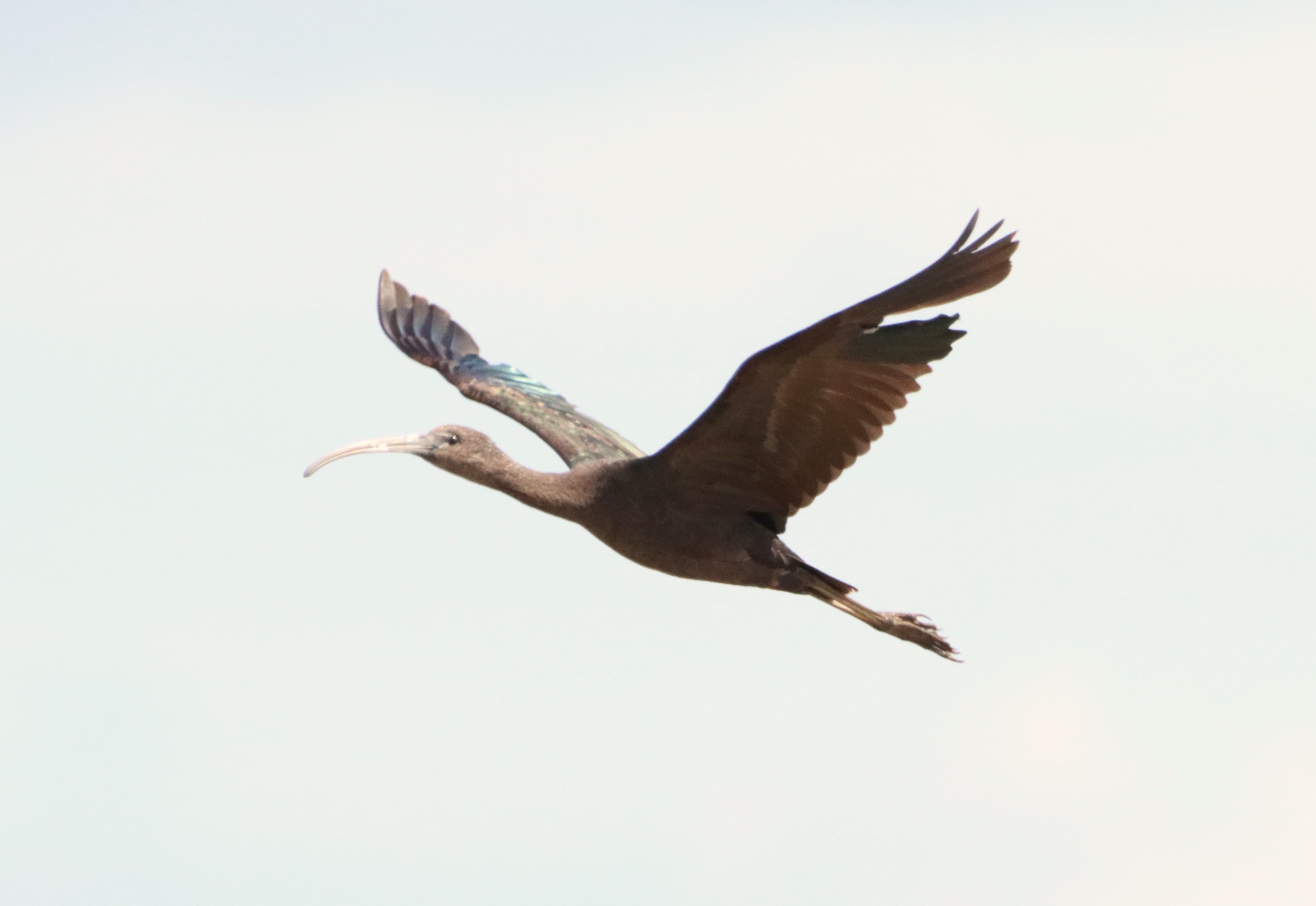 Glossy Ibis - 15-06-2024