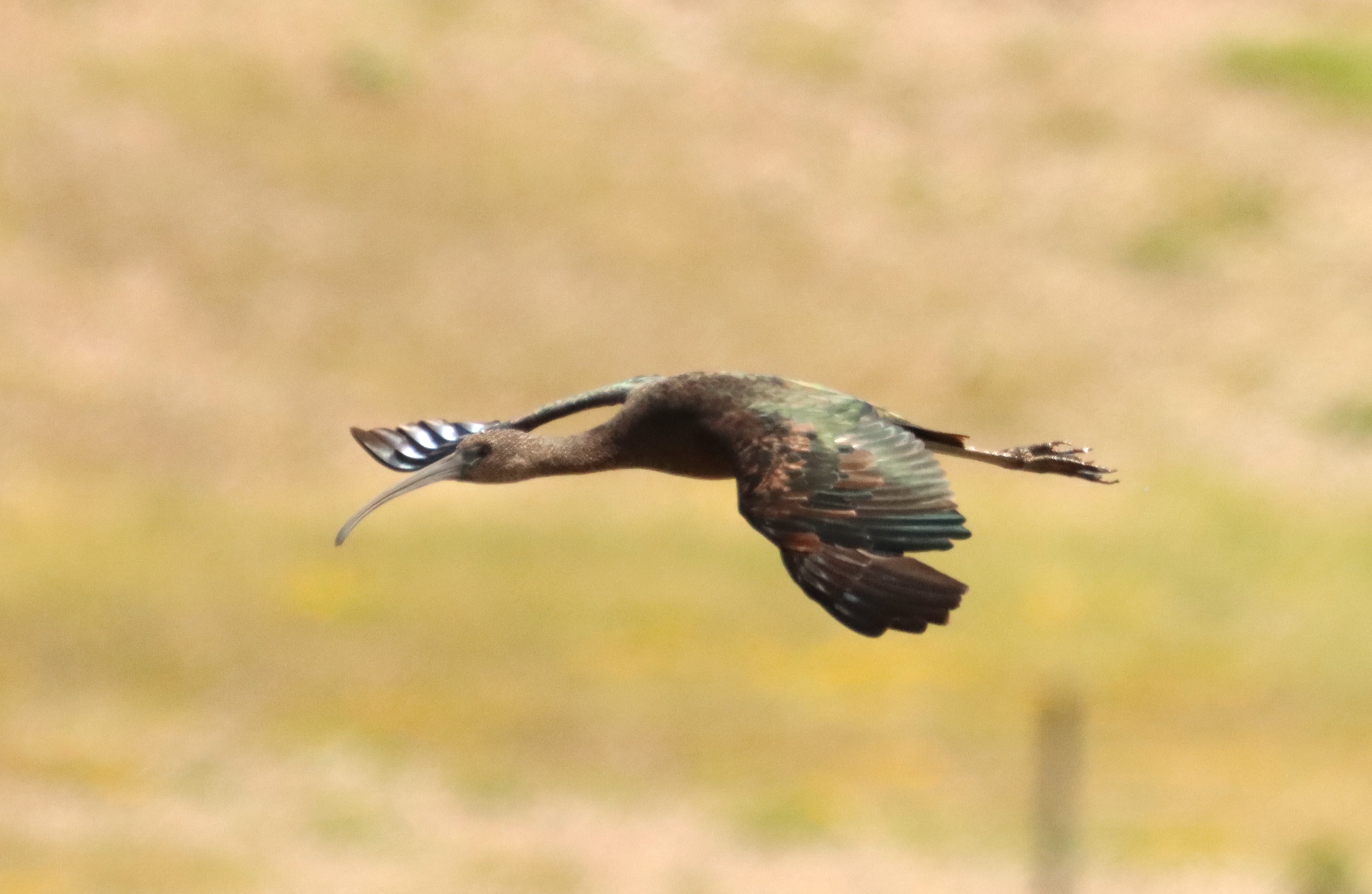 Glossy Ibis - 15-06-2024