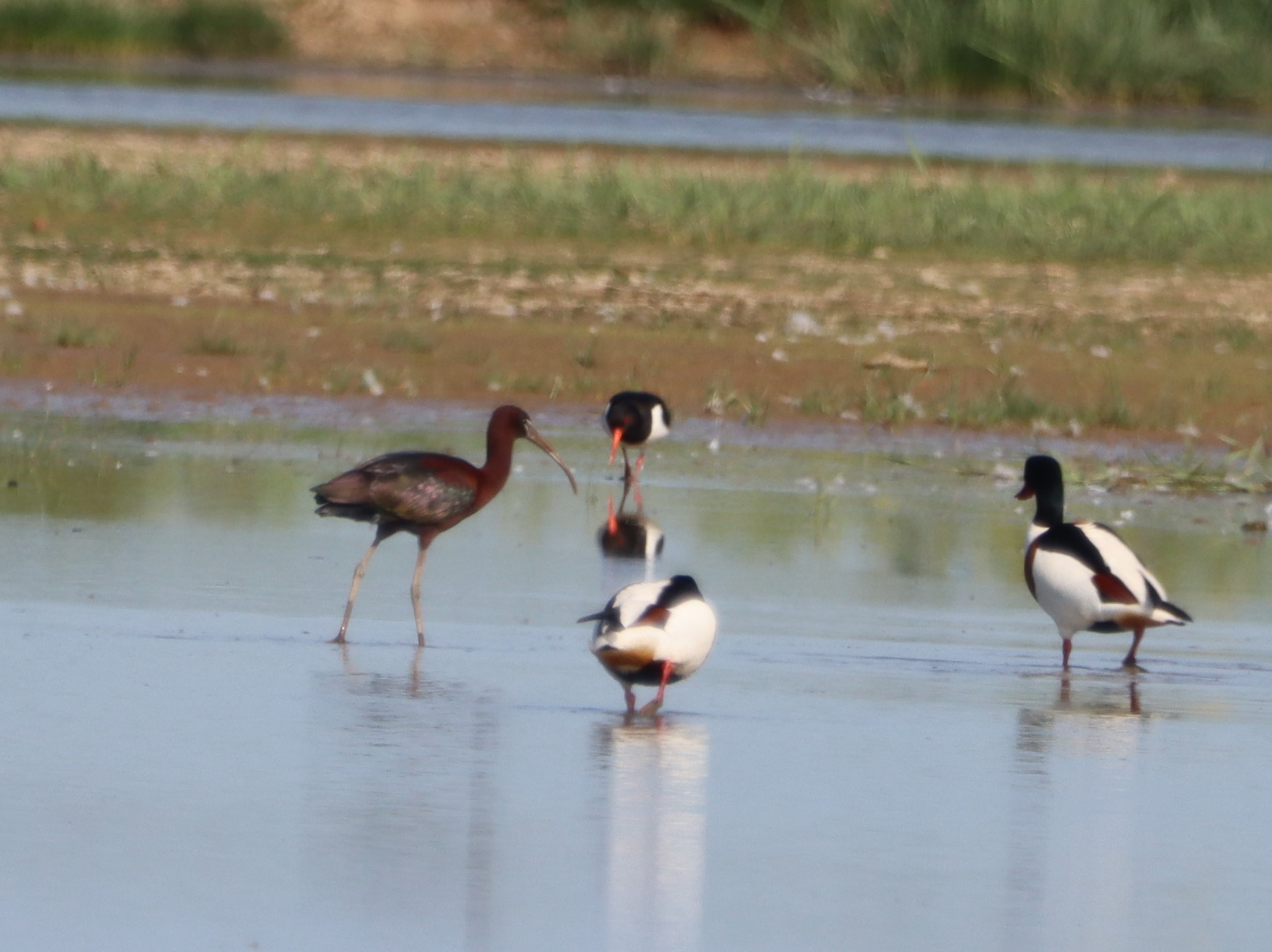 Glossy Ibis - 24-05-2026