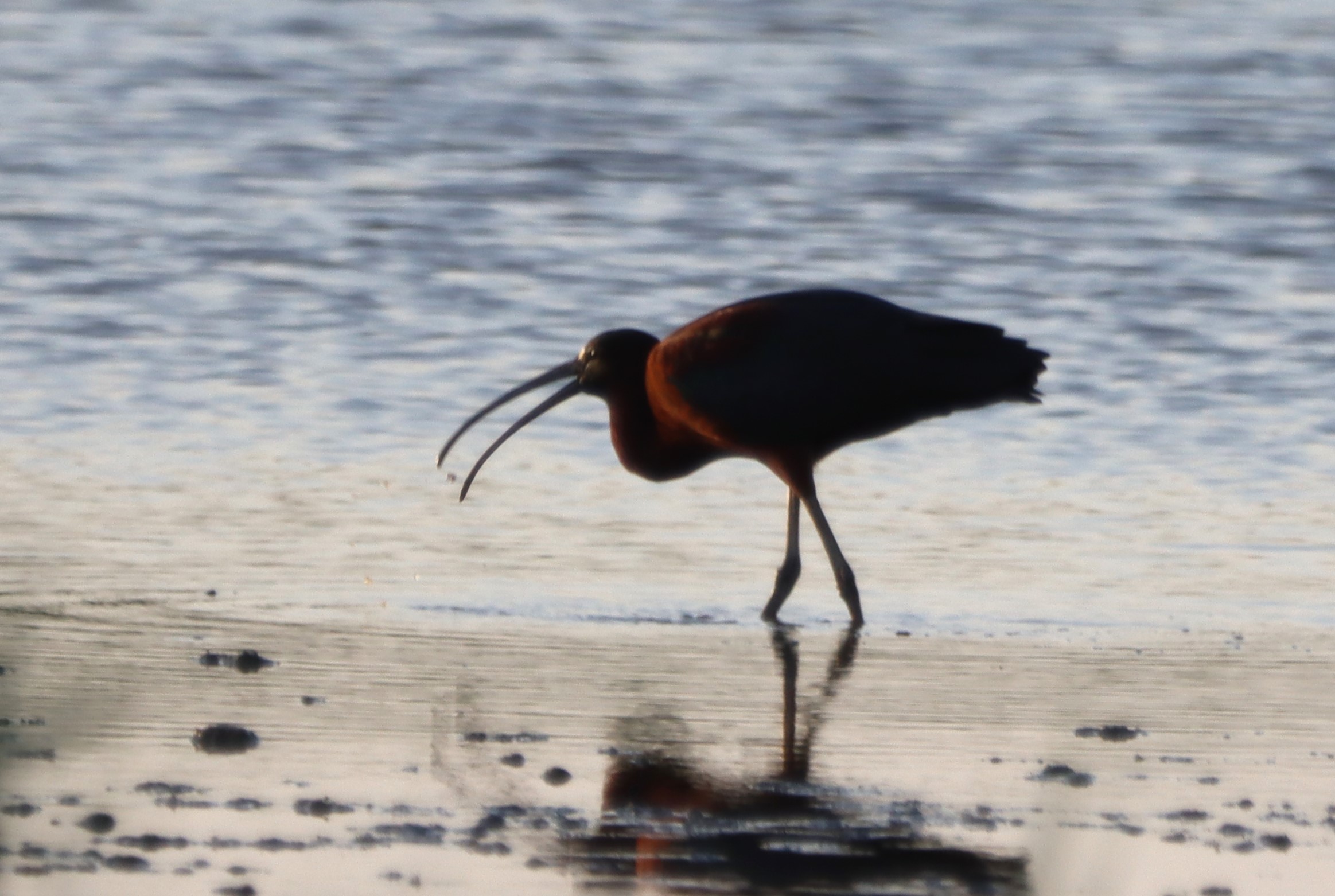 Glossy Ibis - 25-05-2026