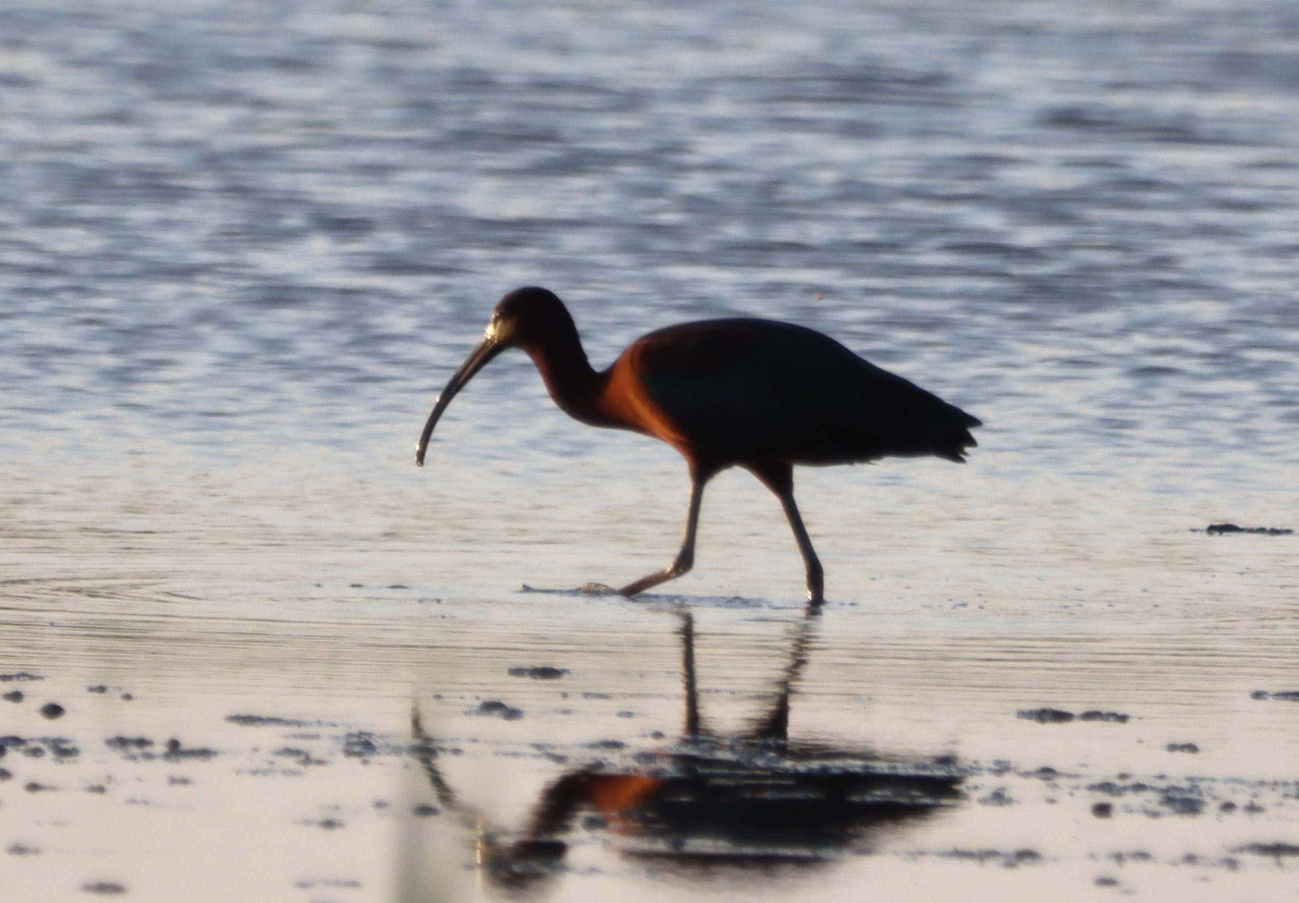 Glossy Ibis - 25-05-2026