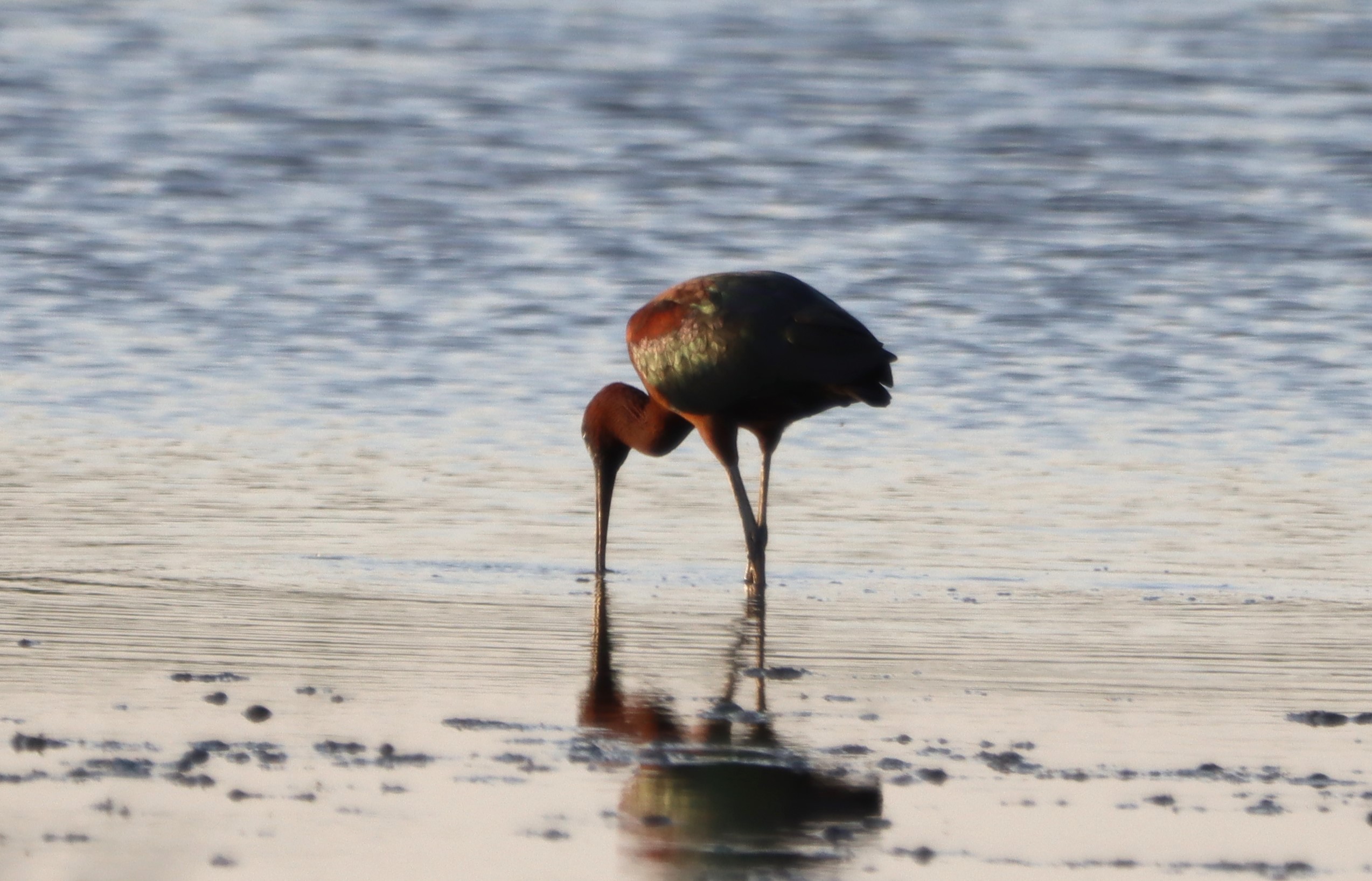 Glossy Ibis - 25-05-2026